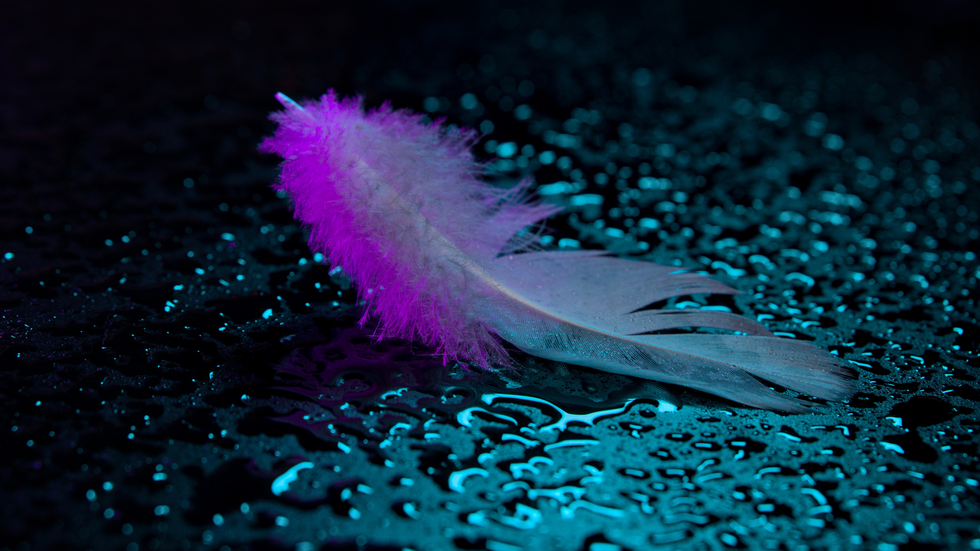 A macro photograph of a wet feather with colorful neon light reflections and tiny water droplets.