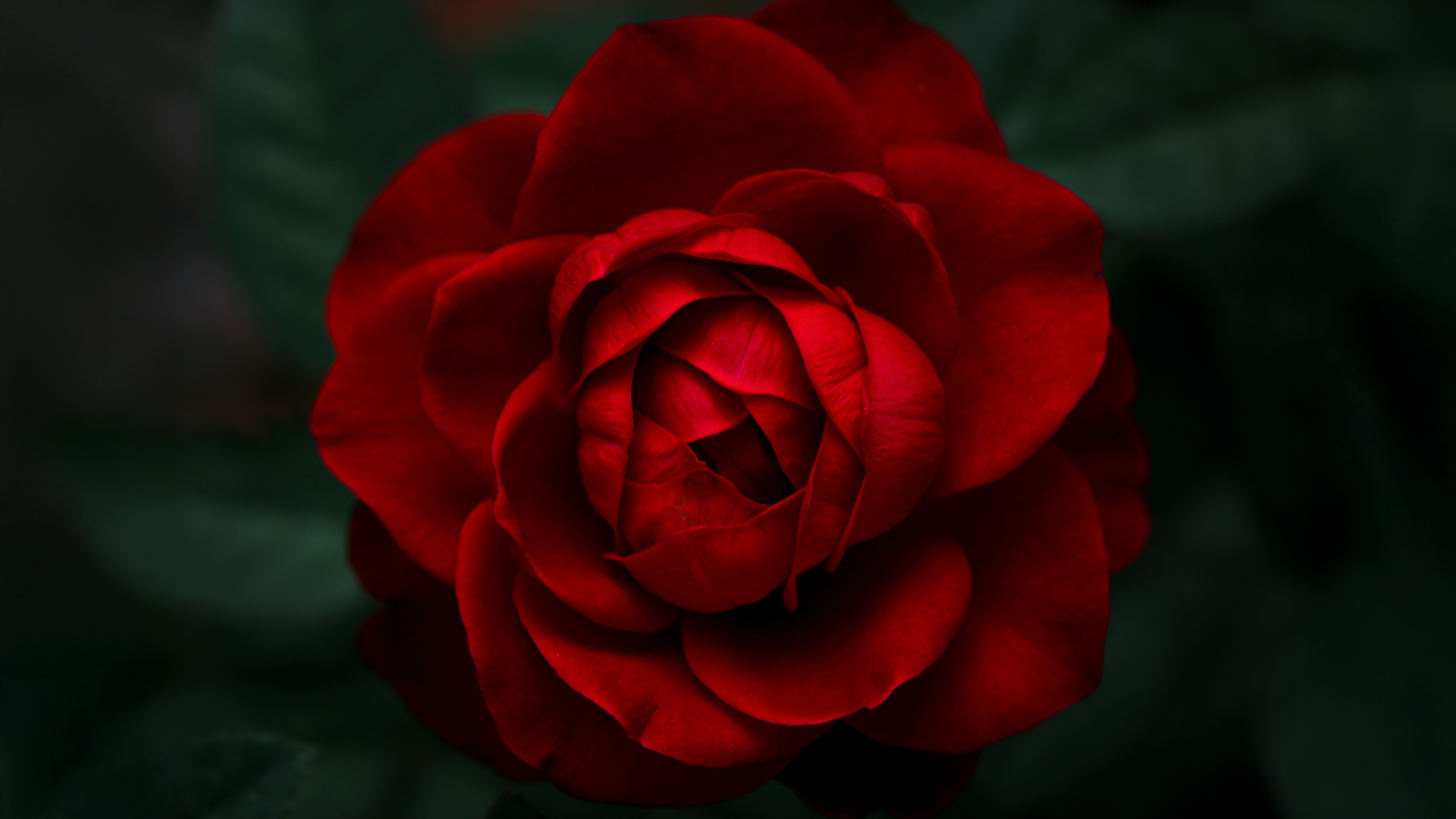 A high-resolution close-up shot of vibrant red rose petals and blooming red roses showing fine textures.