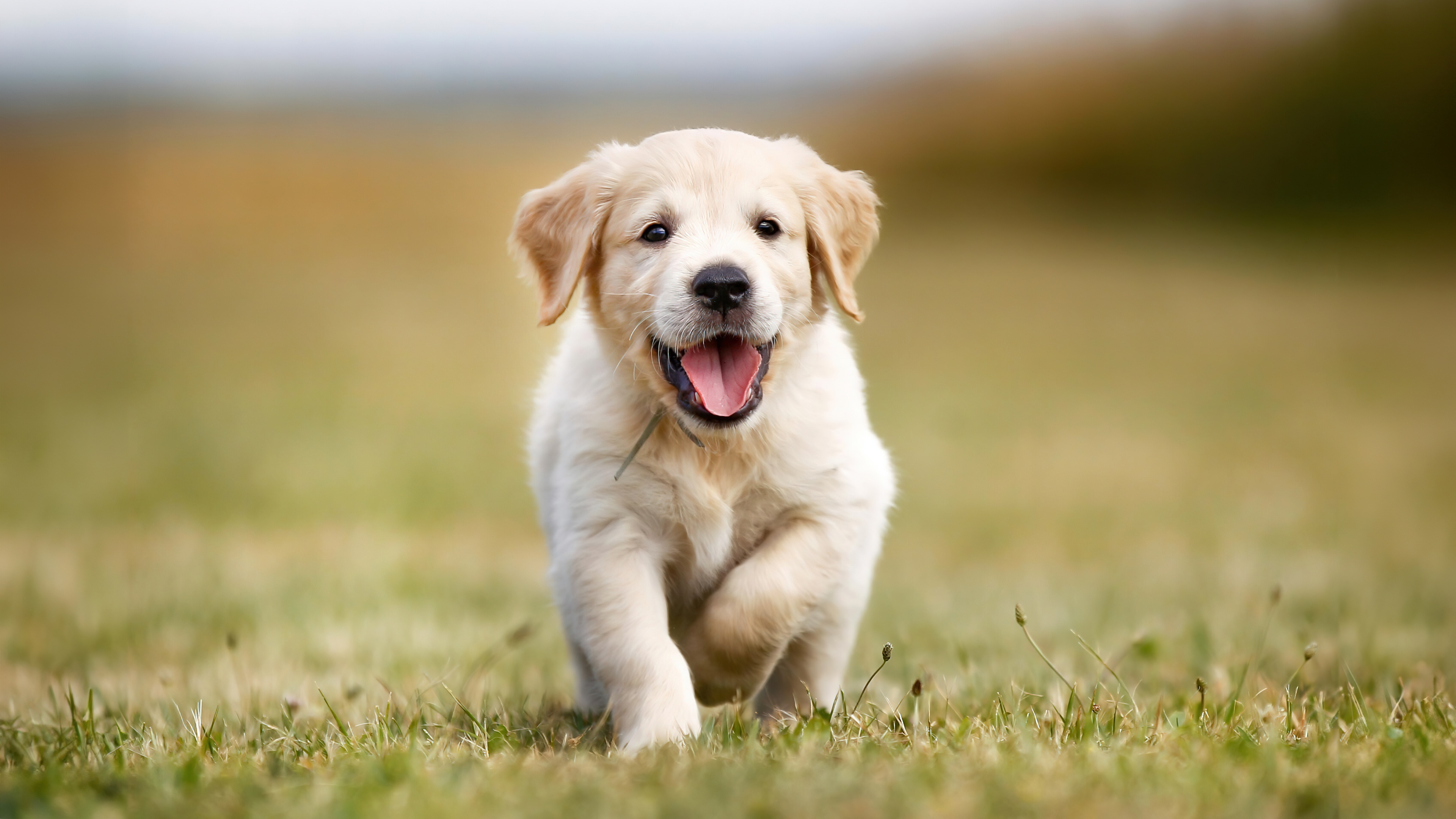 A small, golden-furred puppy running energetically across a lush, sunny green meadow.