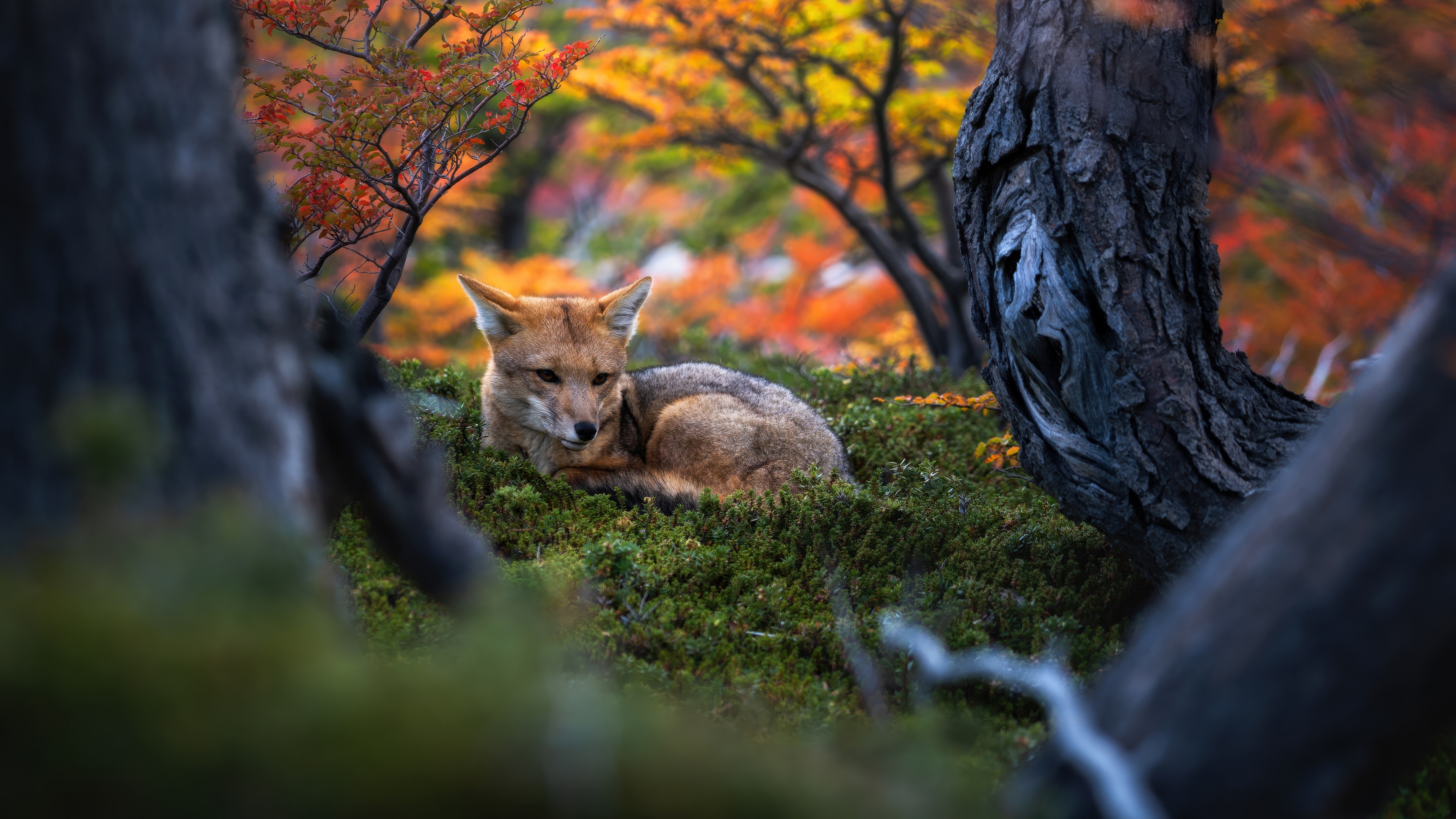A serene view of an autumn forest in Argentina at golden hour, featuring vibrant orange and gold foliage under a mystical light.