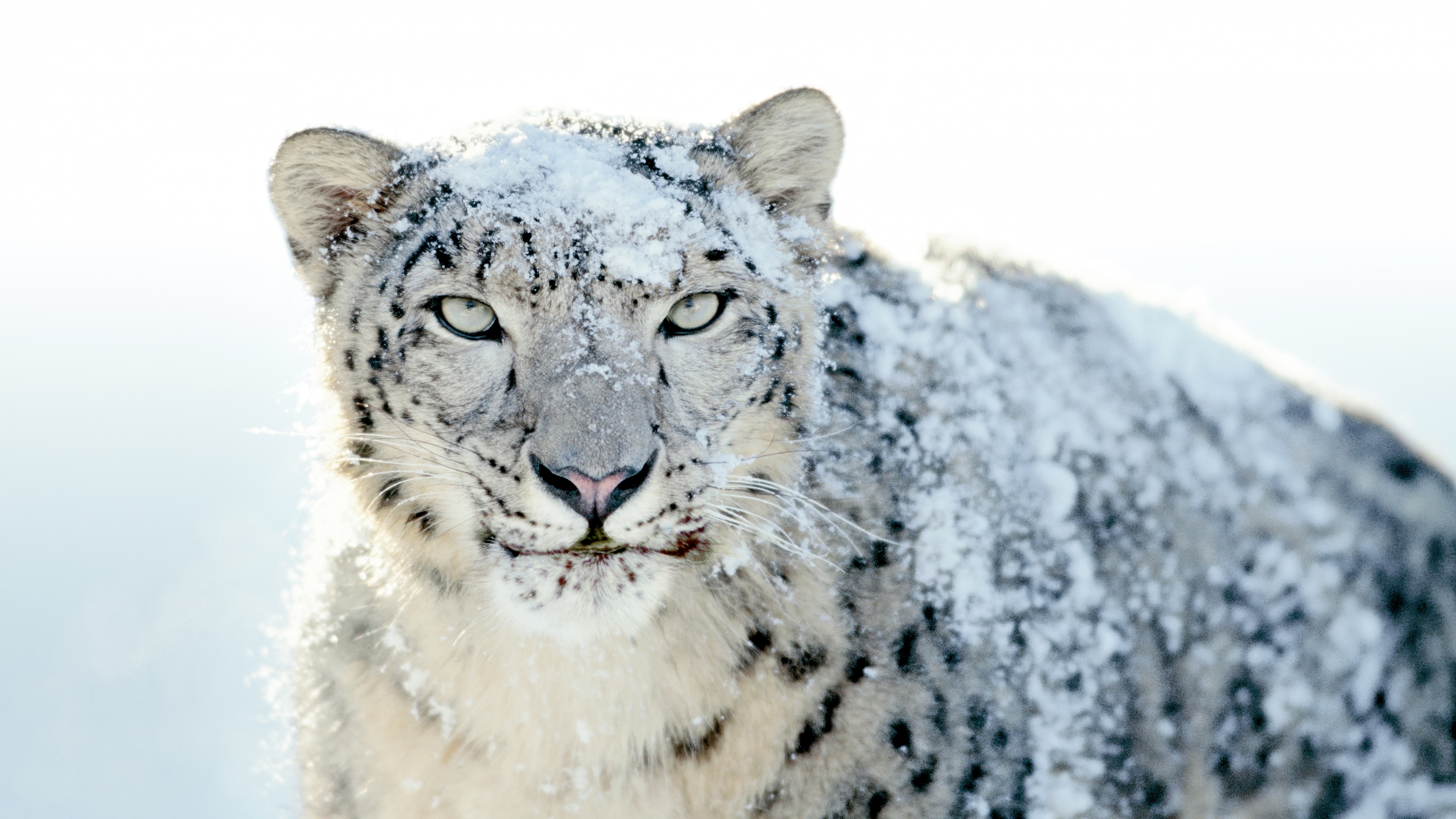 A high-detail, 5K resolution close-up of a snow leopard's face with prominent spots and thick winter fur.
