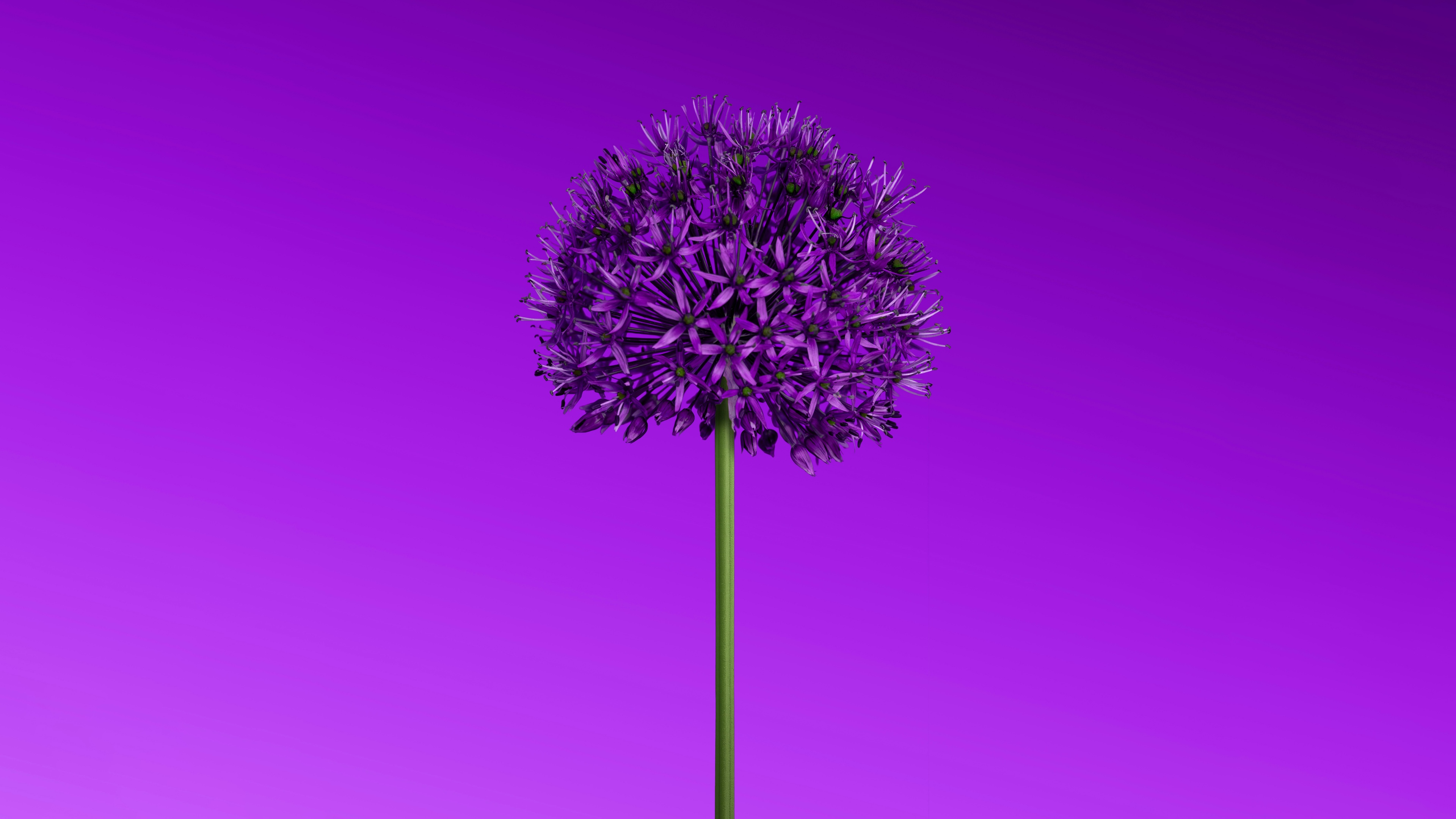A minimalist view of purple flowers against a soft purple gradient background.