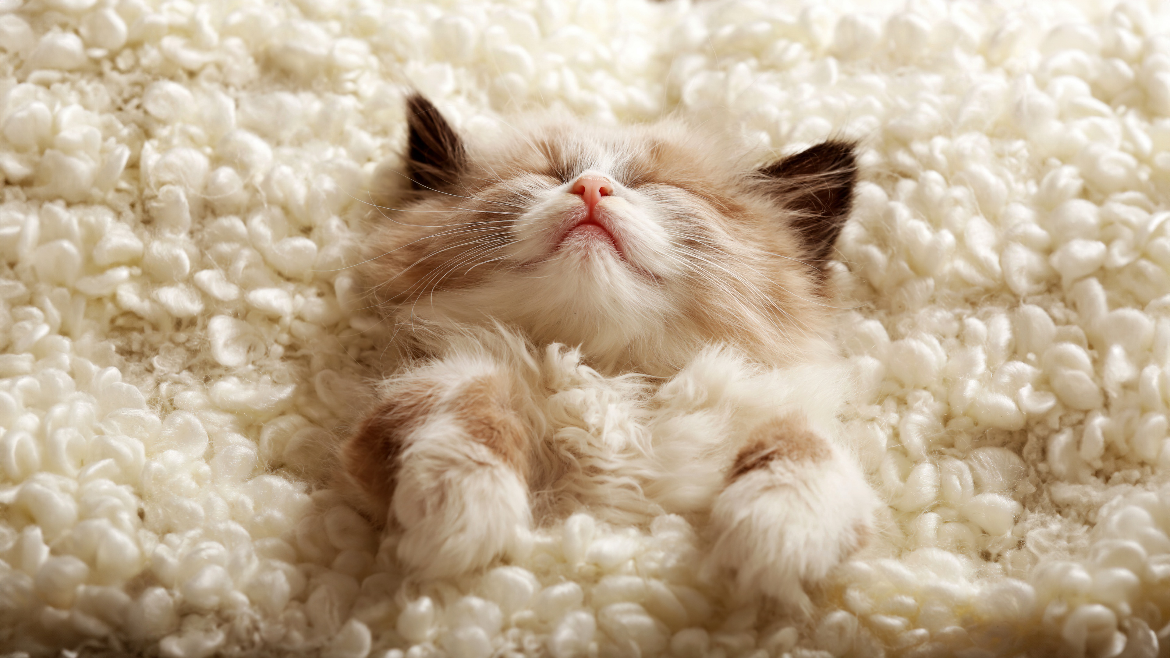 A fluffy, cute kitten sleeping peacefully in a warm, cozy environment.