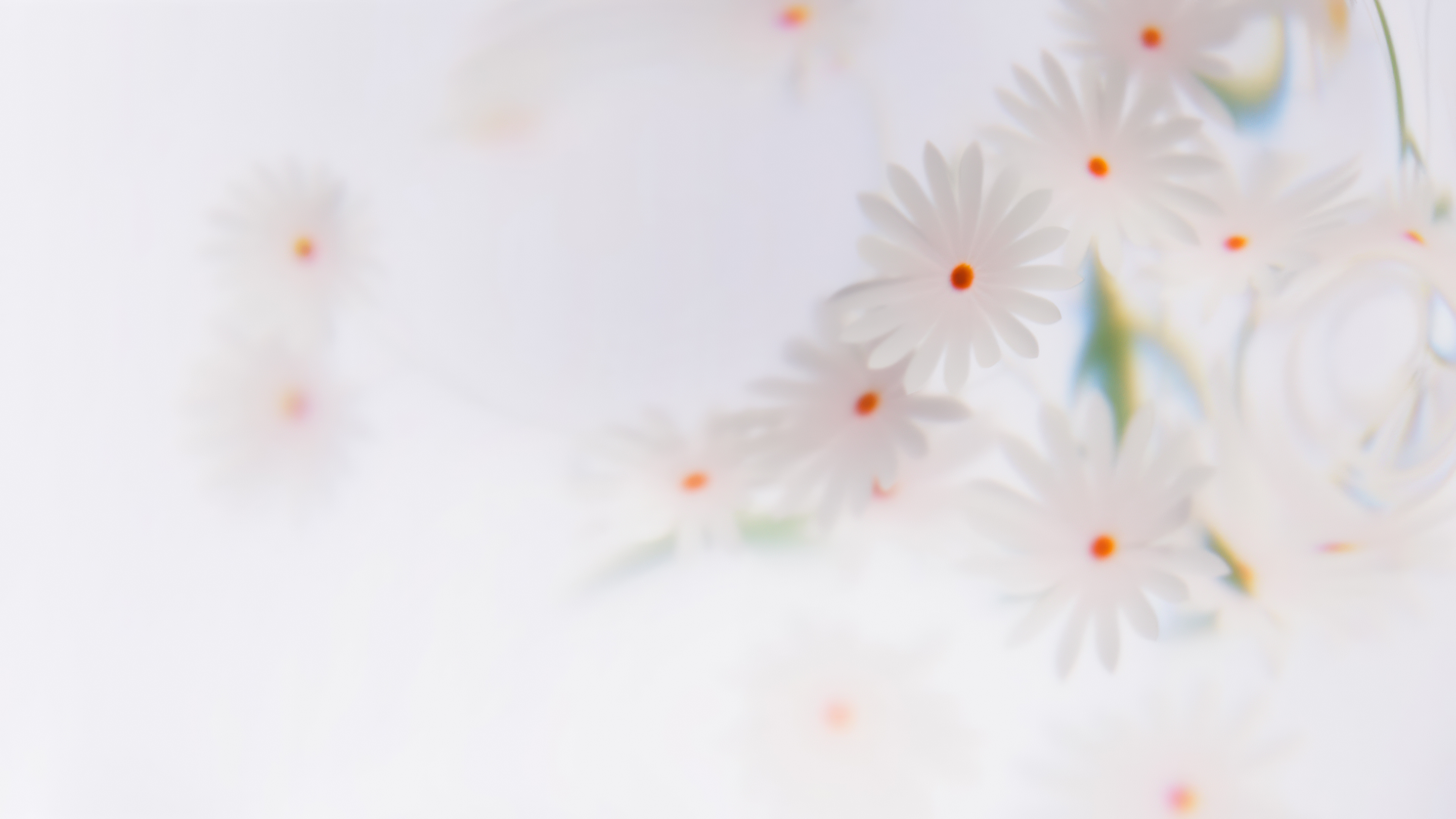 Close-up of white daisy flowers with a soft focus white floral background