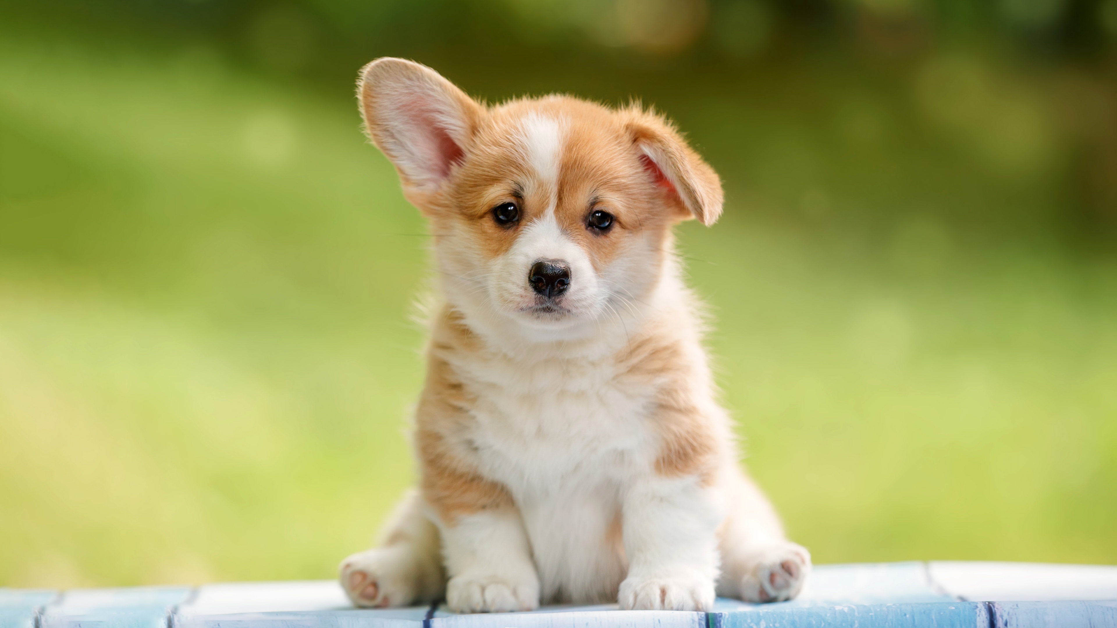 A close-up, high-quality portrait of an adorable, happy, and fluffy pet dog.