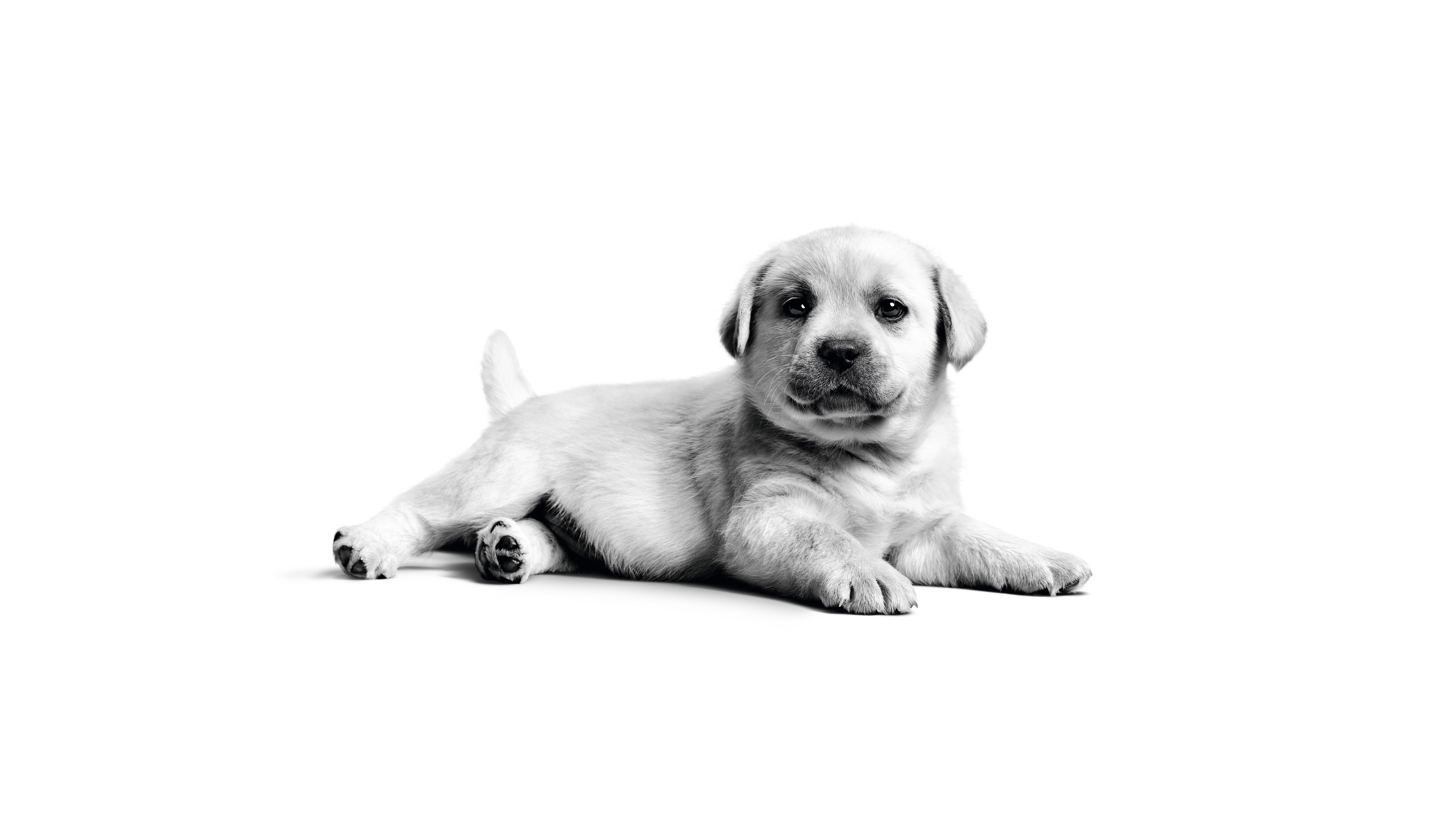 A cute and fluffy Labrador puppy in a black and white monochrome style against a white background.