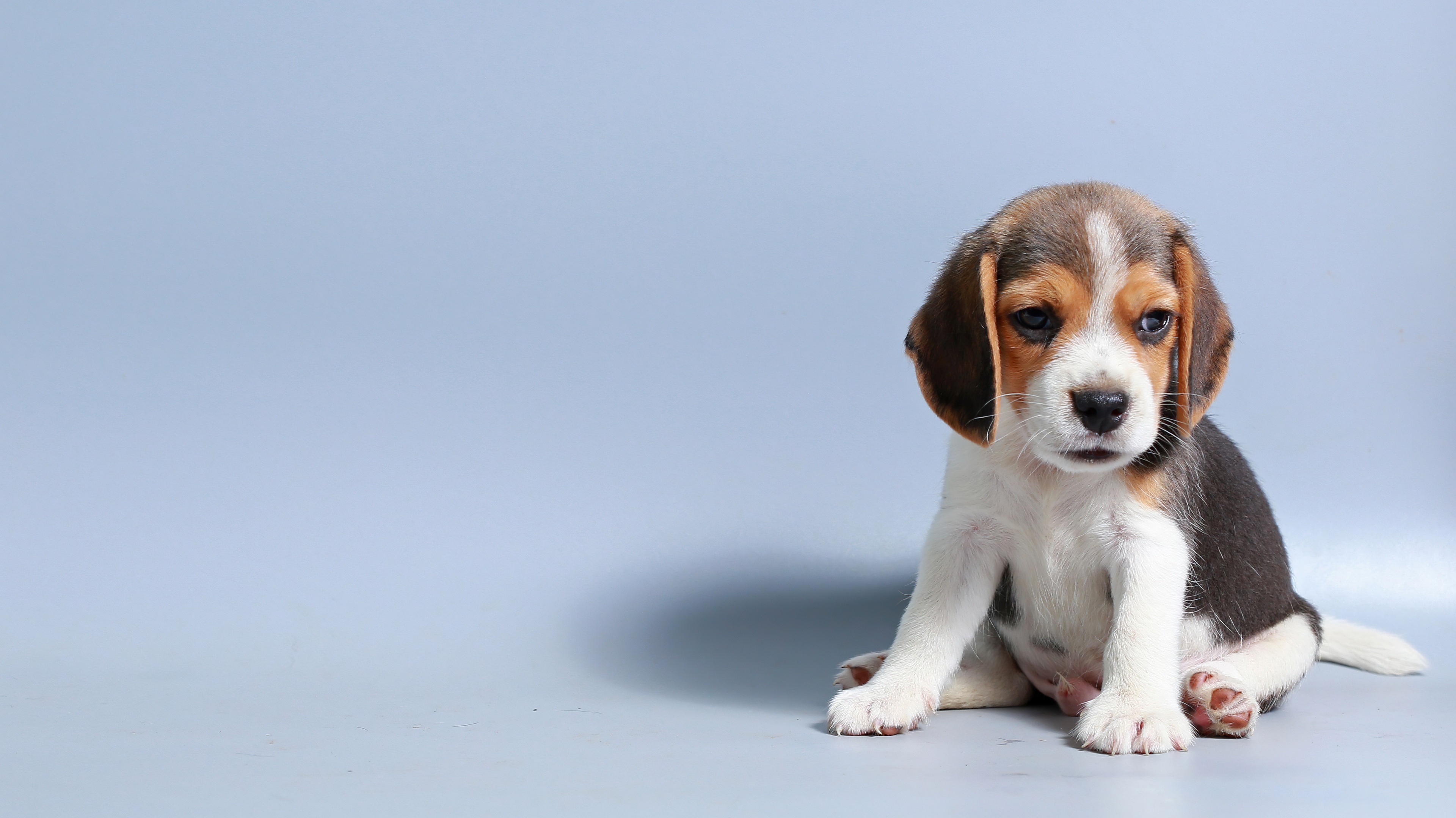 Close-up portrait of a sad, adorable puppy with large eyes against a solid blue background.