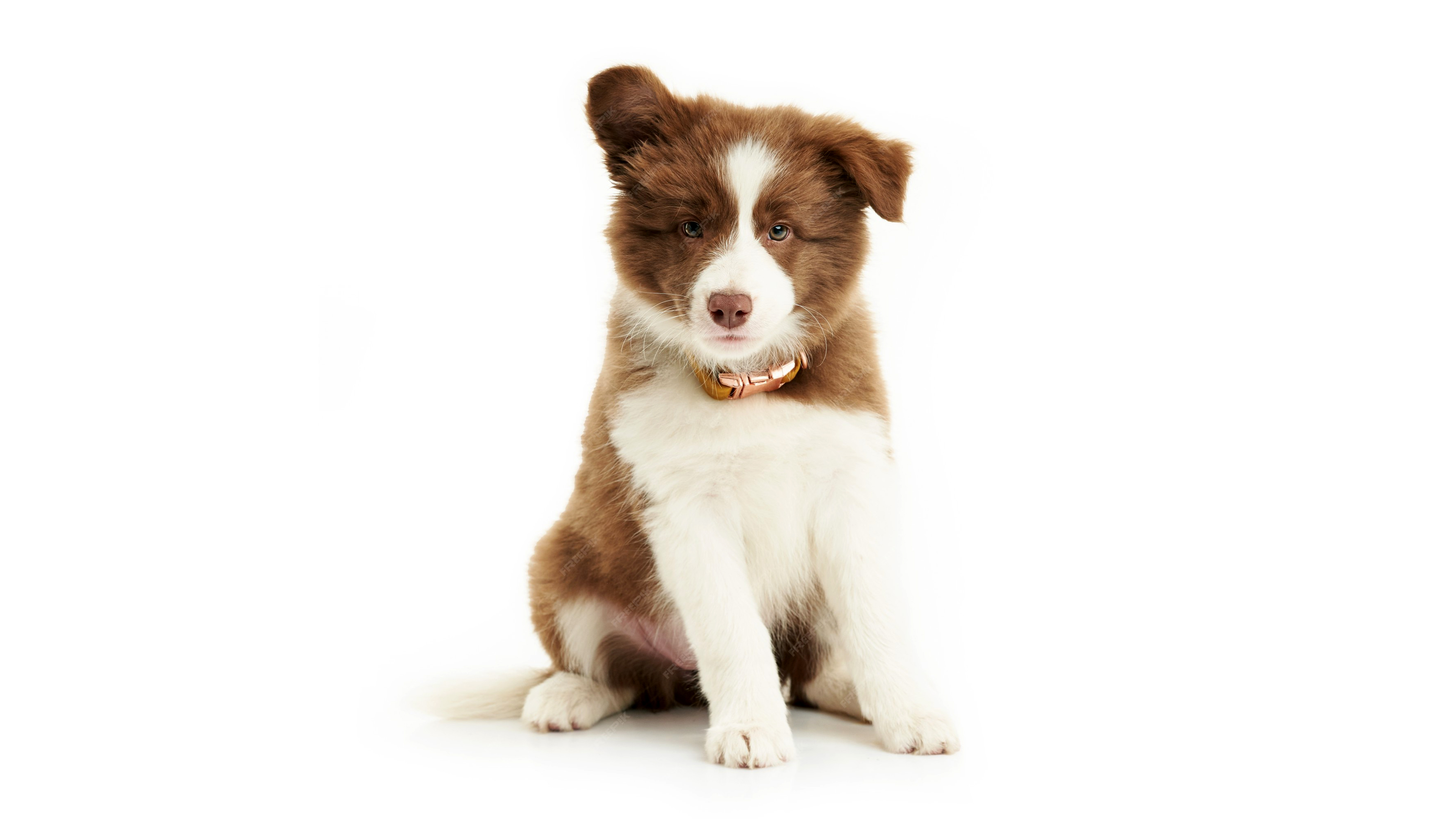 A cute and fluffy white puppy looking forward