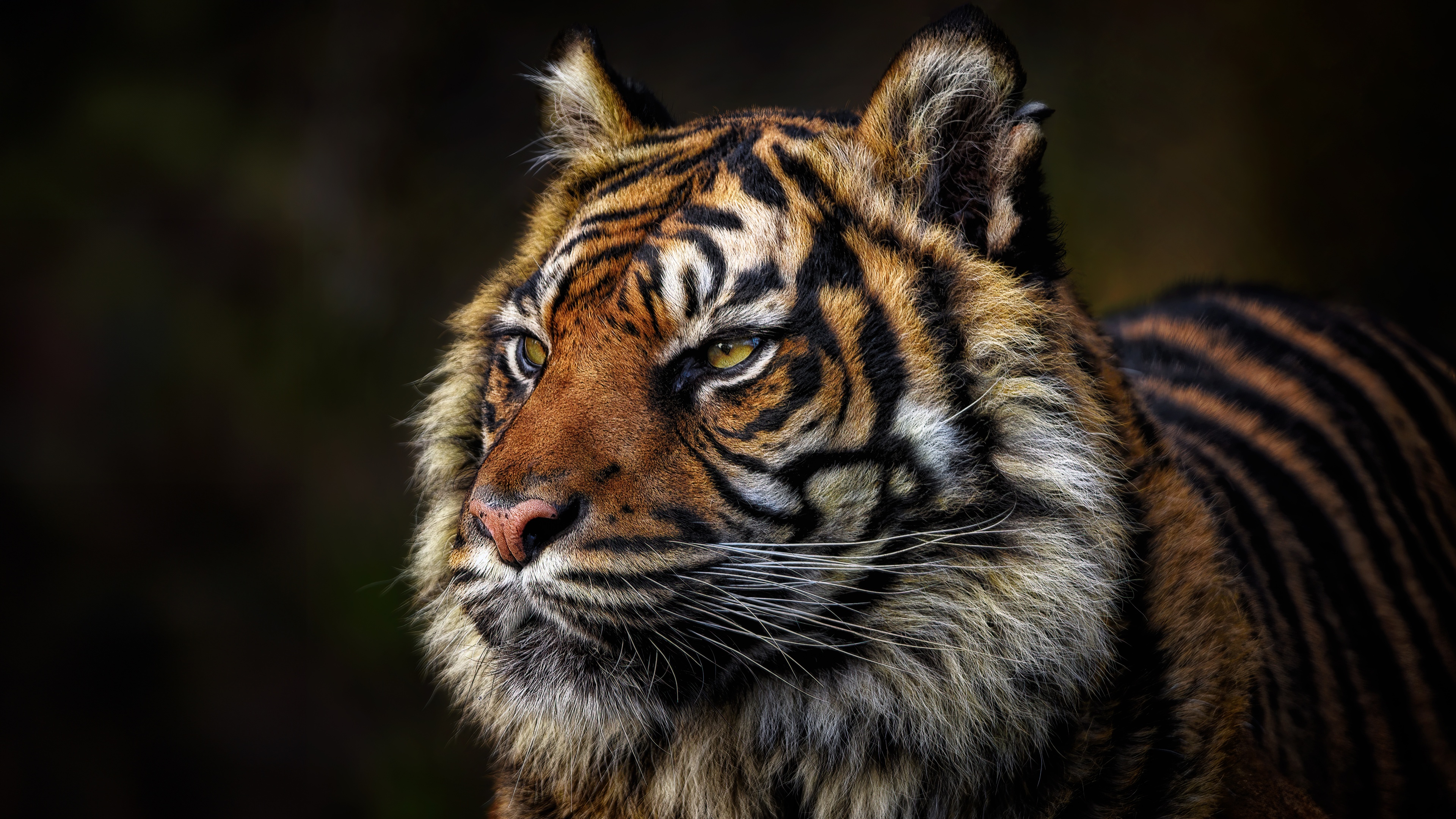 A detailed close-up portrait of a majestic tiger's face, focusing on its intense eyes and intricate stripe patterns.