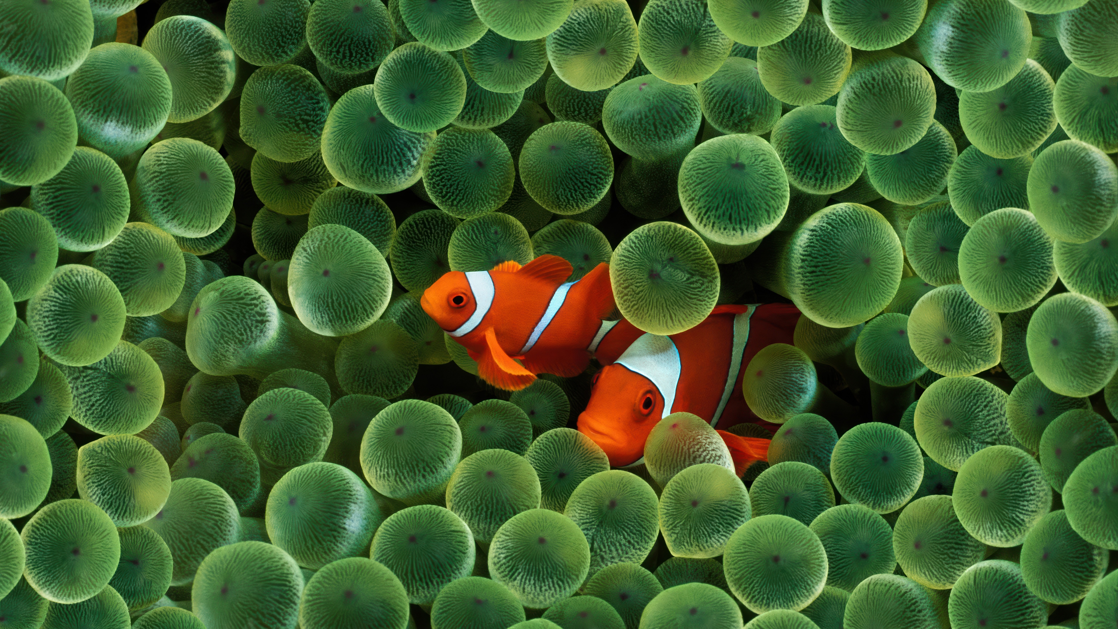 A vibrant 5K close-up of Nemo the clownfish from Finding Nemo, featuring the glossy and high-definition aesthetic of Mac OS X Leopard.