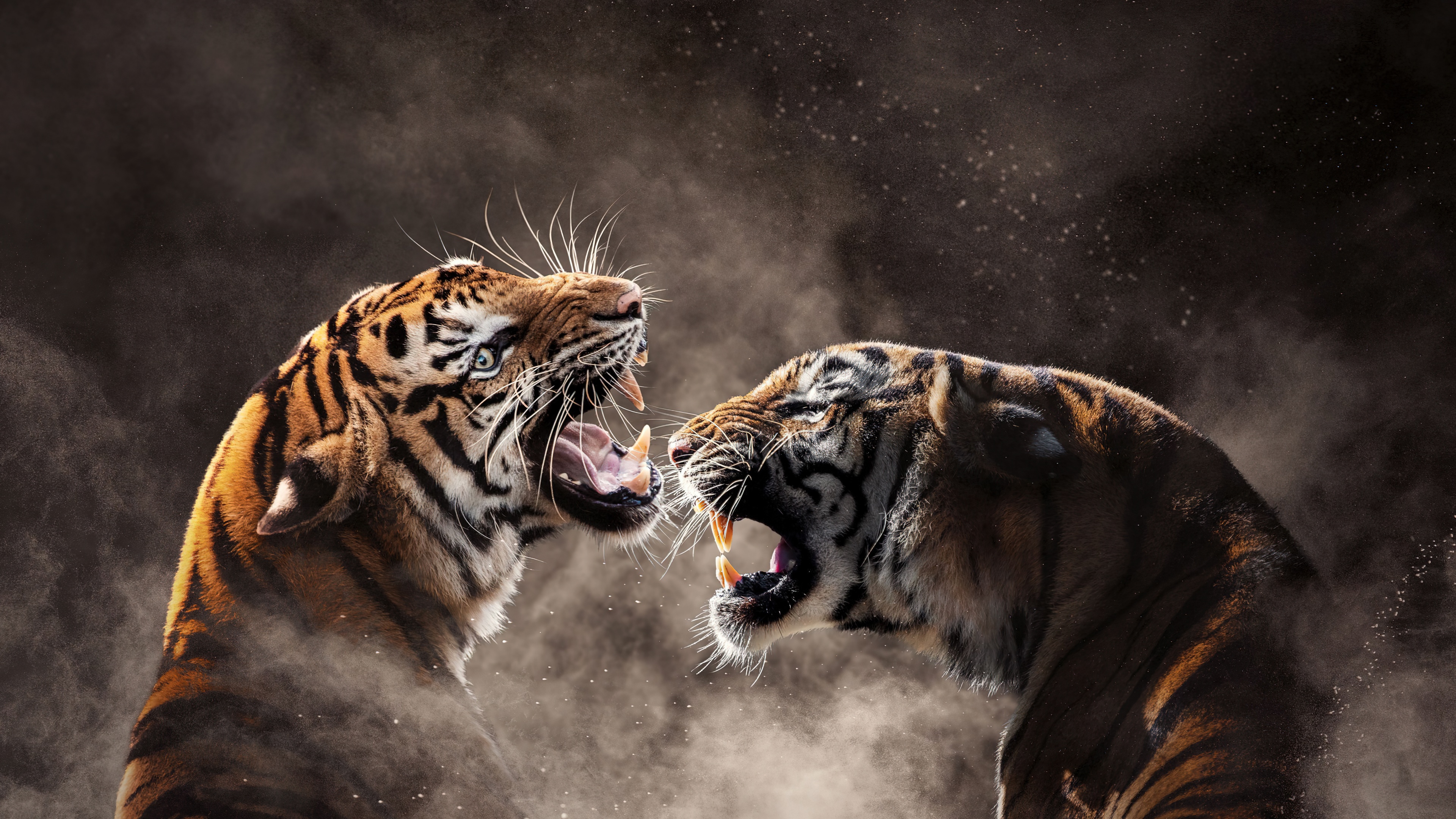 A Bengal tiger and a Sumatran tiger roaring intensely amidst thick, swirling grey smoke.