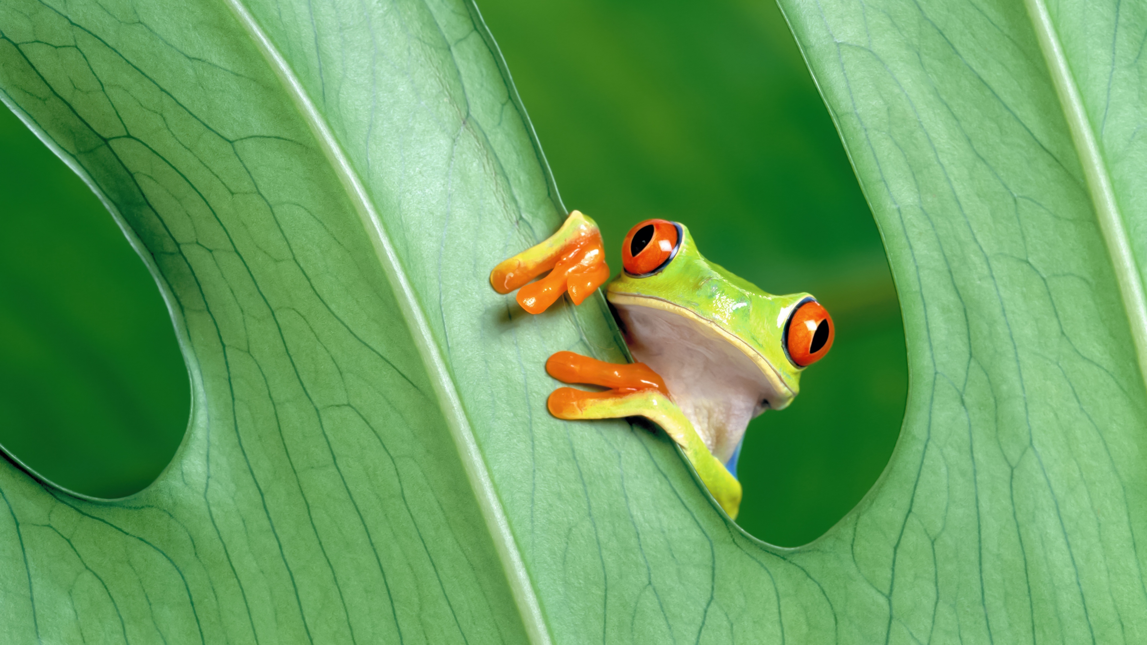 A detailed close-up of a green frog perched on a vibrant green leaf, inspired by the Mac OS X Mountain Lion wallpaper aesthetic.