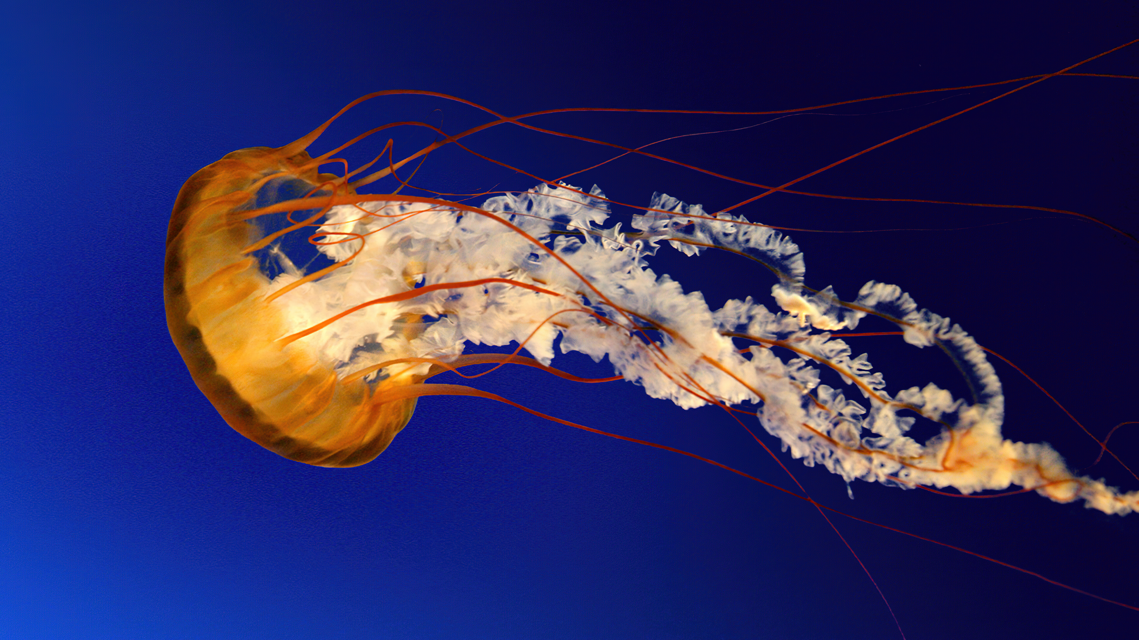 A translucent jellyfish swimming in clear aqua underwater, styled with a glossy Windows 7 Aero aesthetic.
