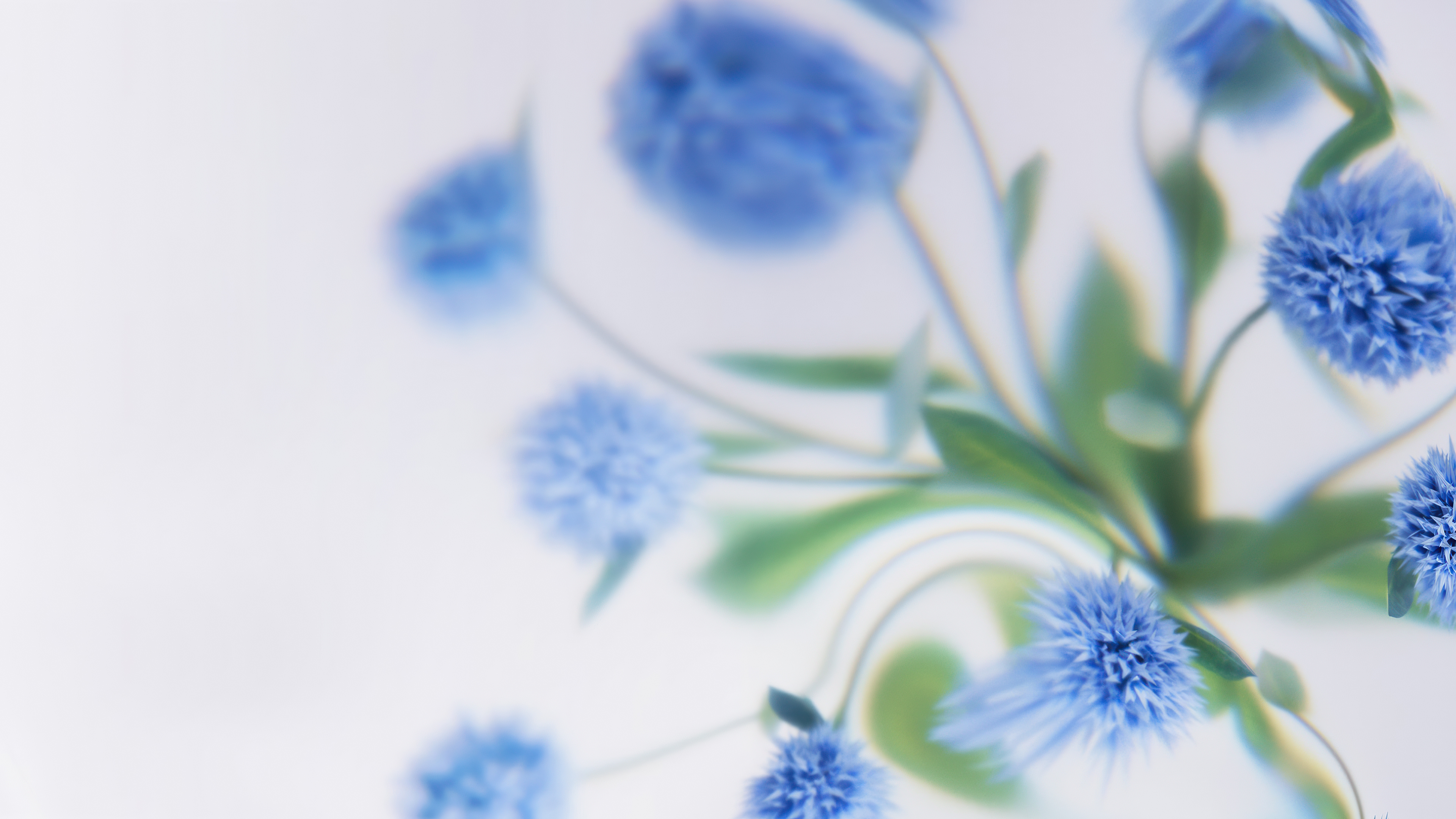 A soft focus view of delicate blue flowers against a clean, minimalist white background.