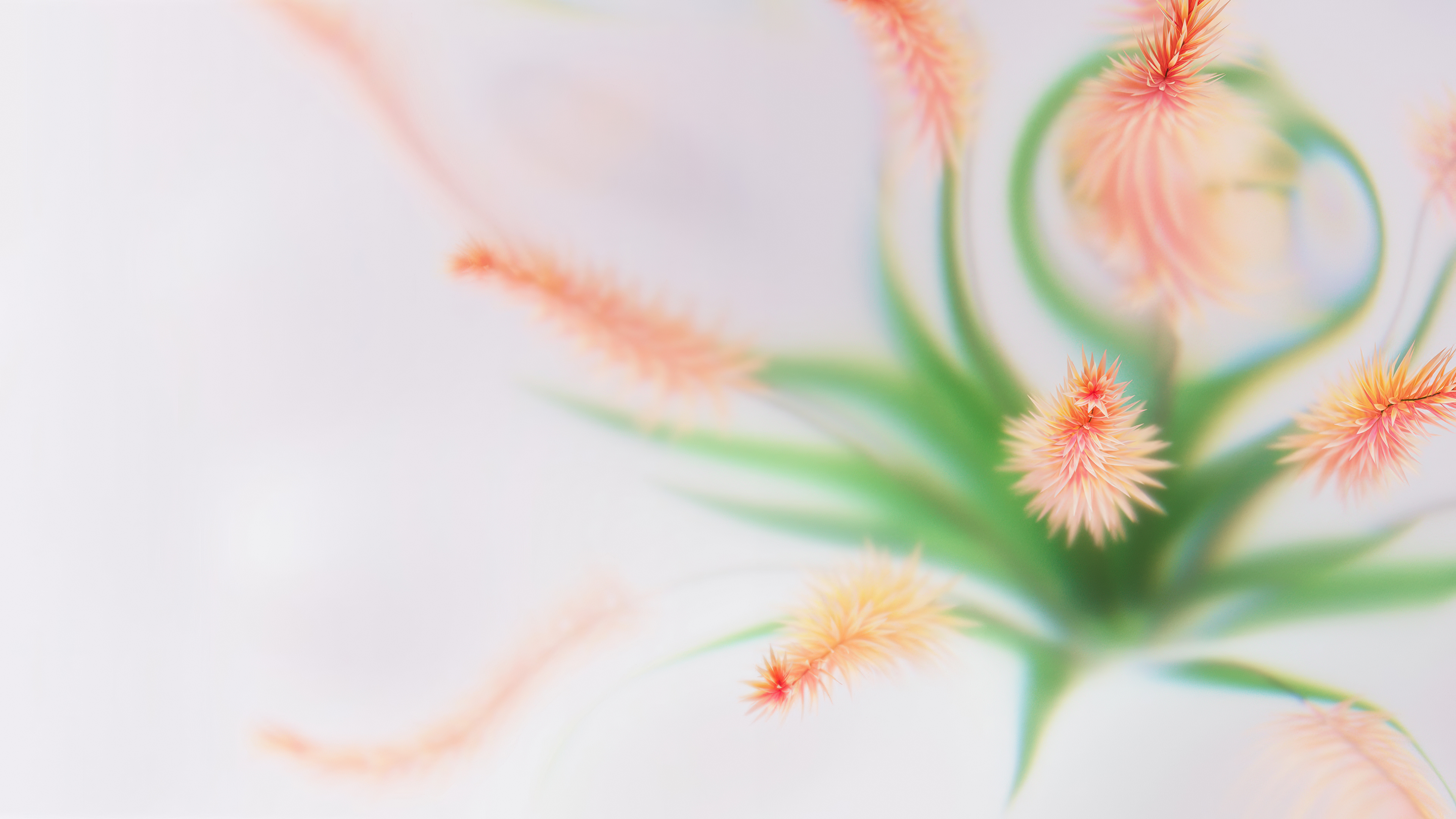 A minimalist, fluffy peach-colored abstract flower on a clean white background with soft focus.
