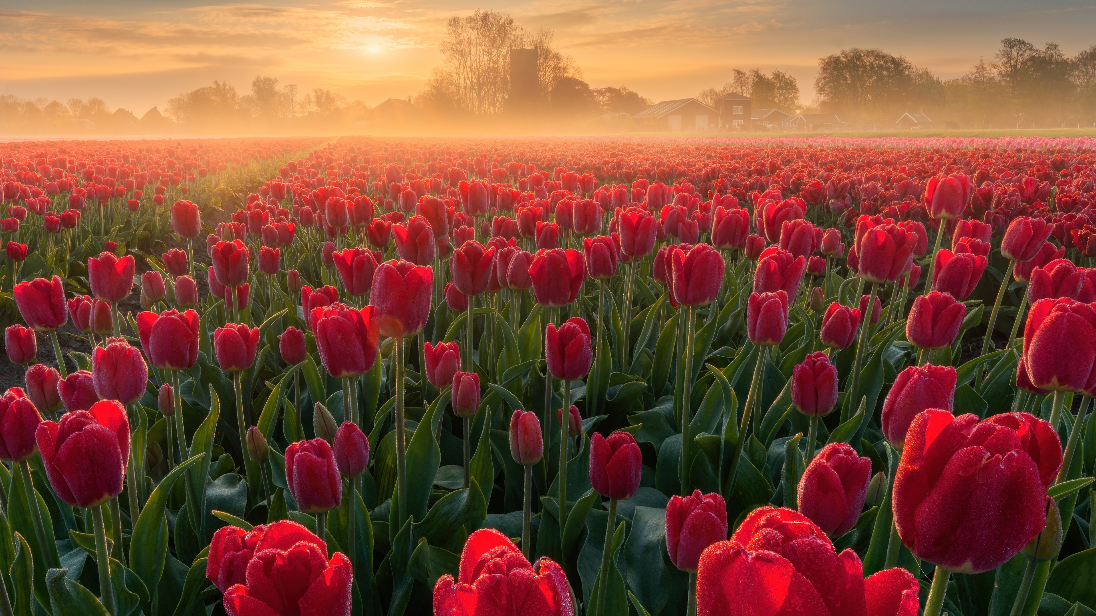 A panoramic view of a lush red tulip field in the Netherlands during a golden sunrise.