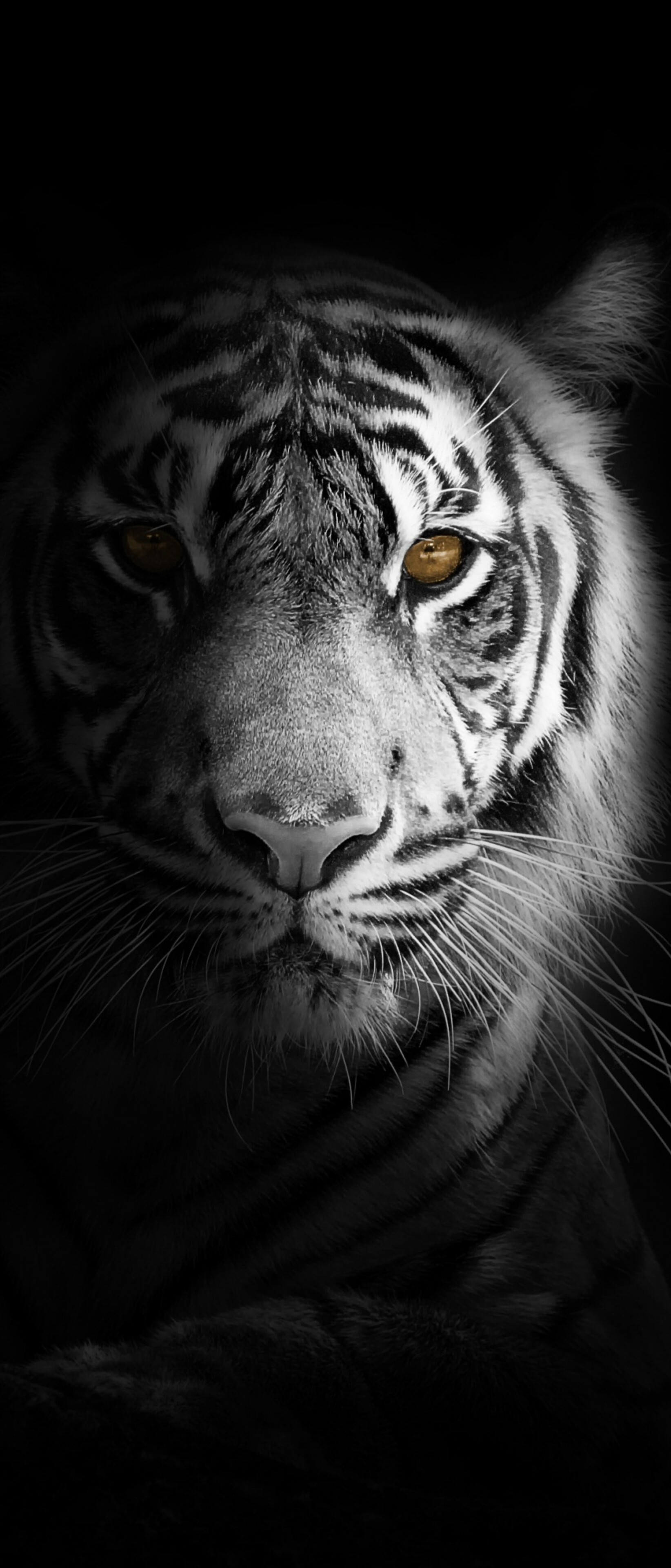 A close-up, high-detail portrait of a White Bengal Tiger against a solid black background in a dark aesthetic style.