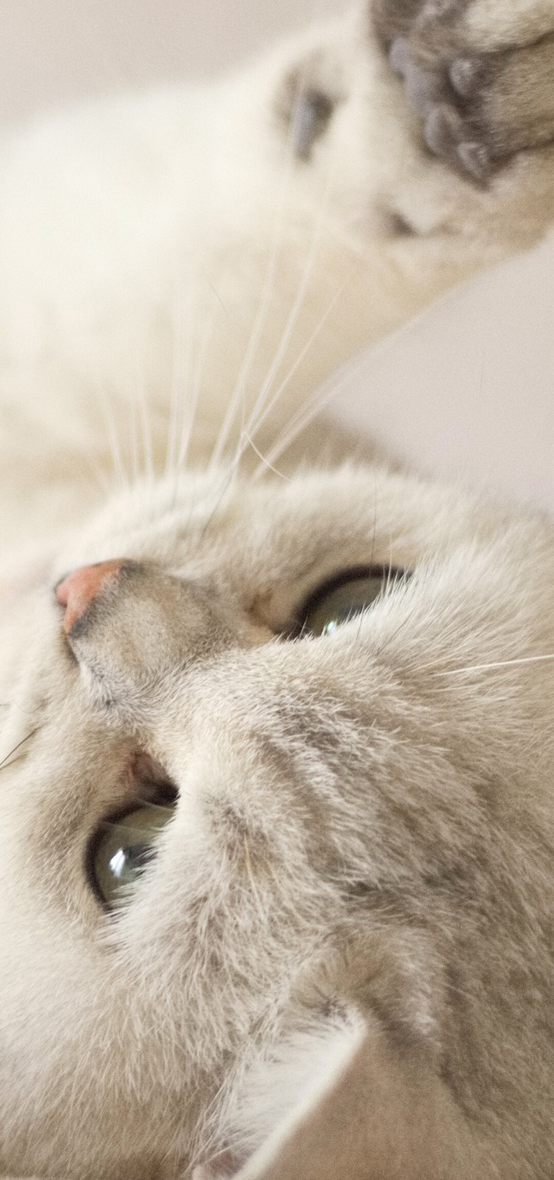 A close-up portrait of a cute, fluffy white kitten with bright eyes.