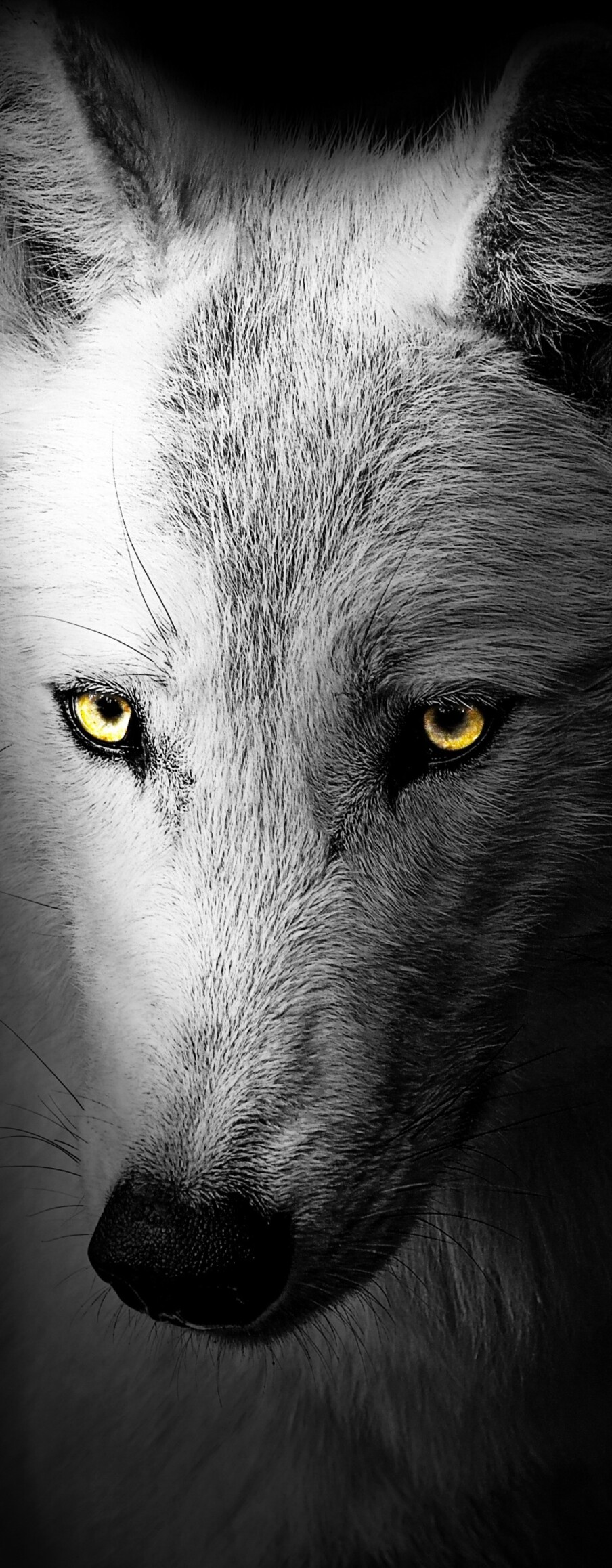 A detailed close-up of a wild wolf's face against a solid black background.