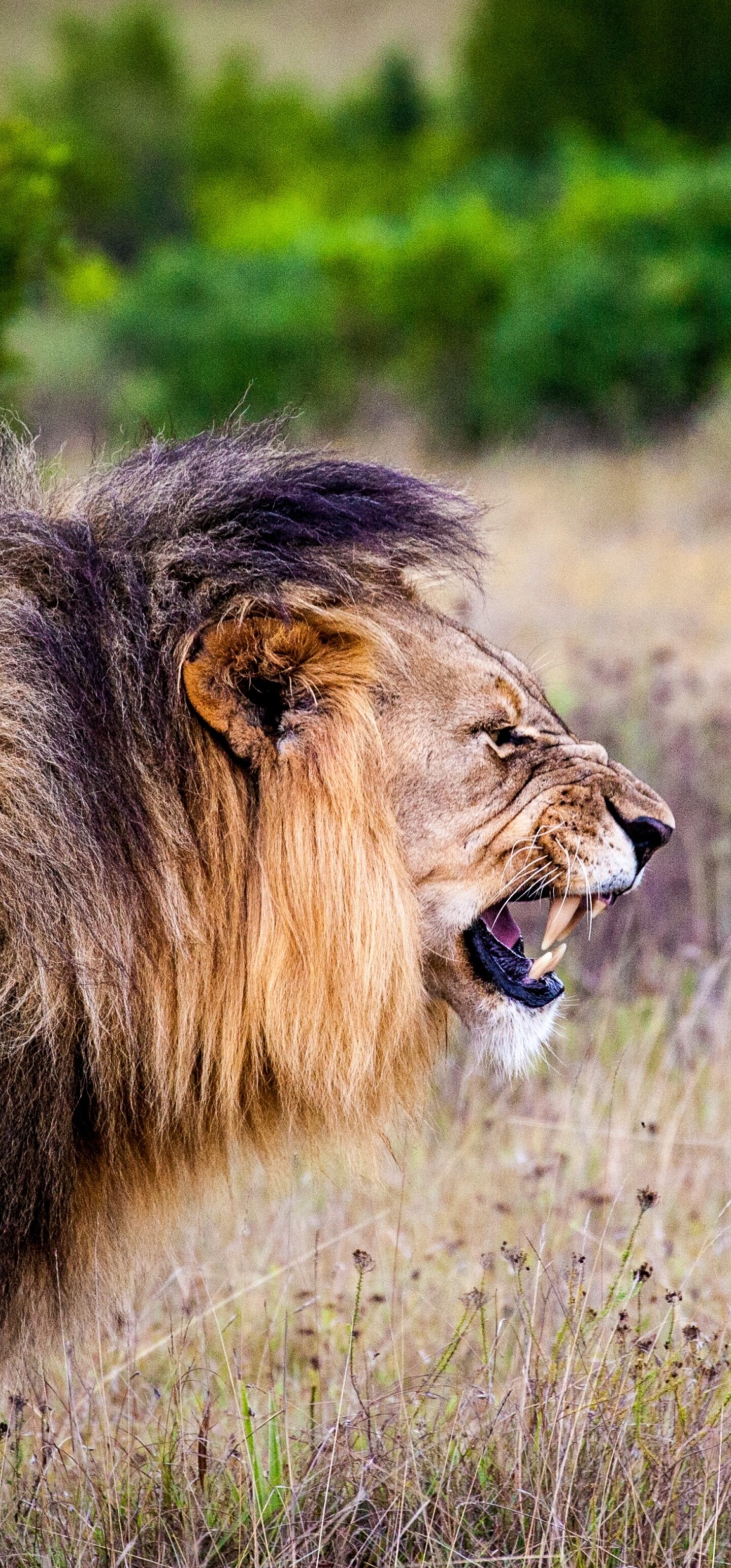 A majestic lion roaring intensely in a lush national park setting.