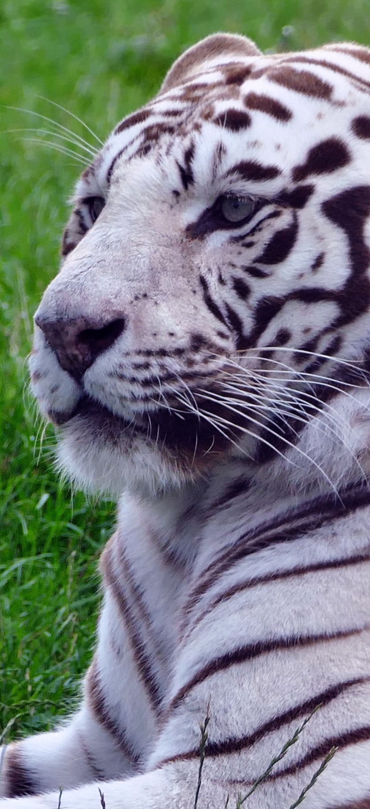 A majestic white tiger sitting in lush green grass.