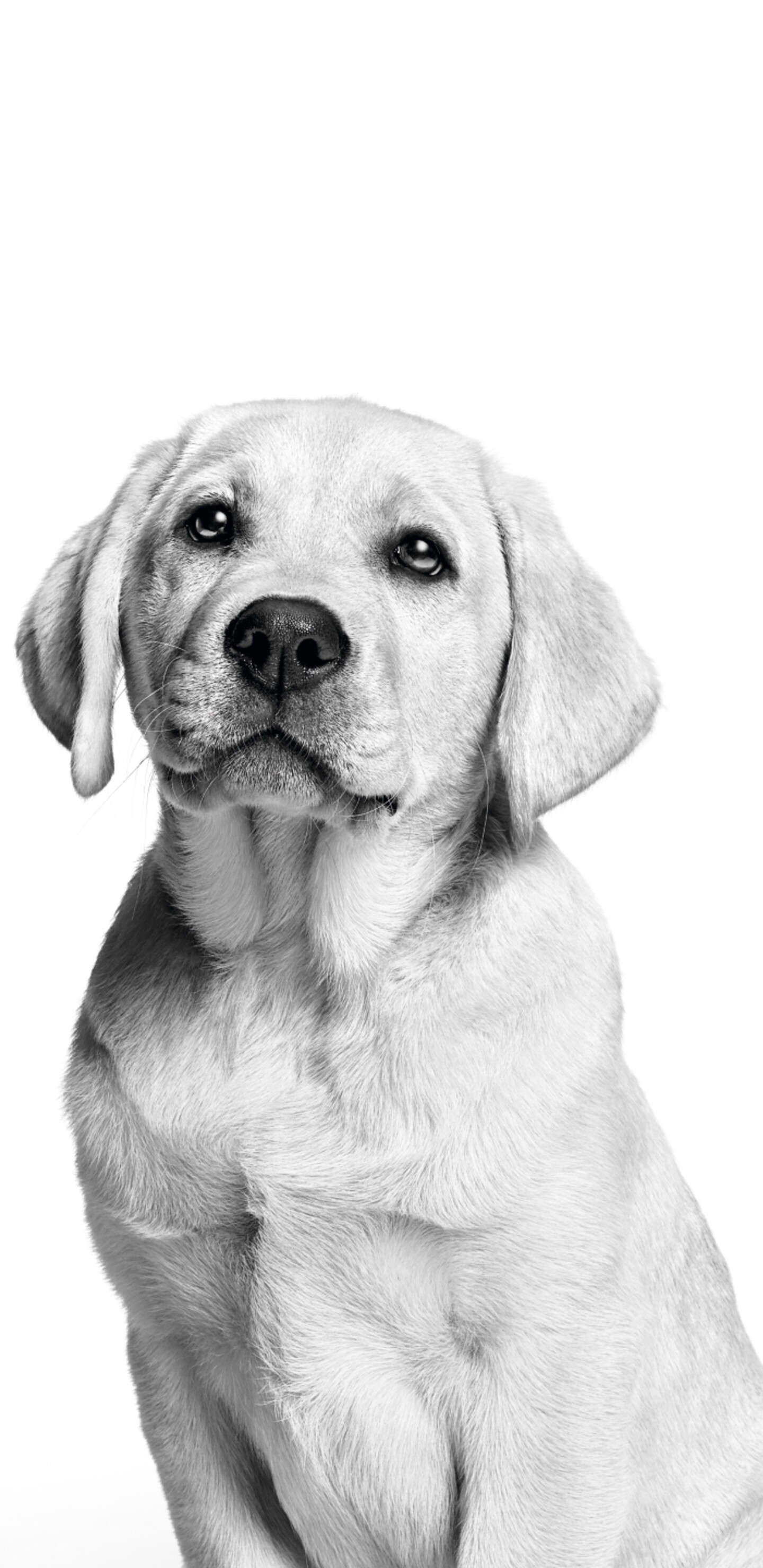 A cute Labrador puppy captured in a black and white monochrome photography style with a clean white aesthetic.
