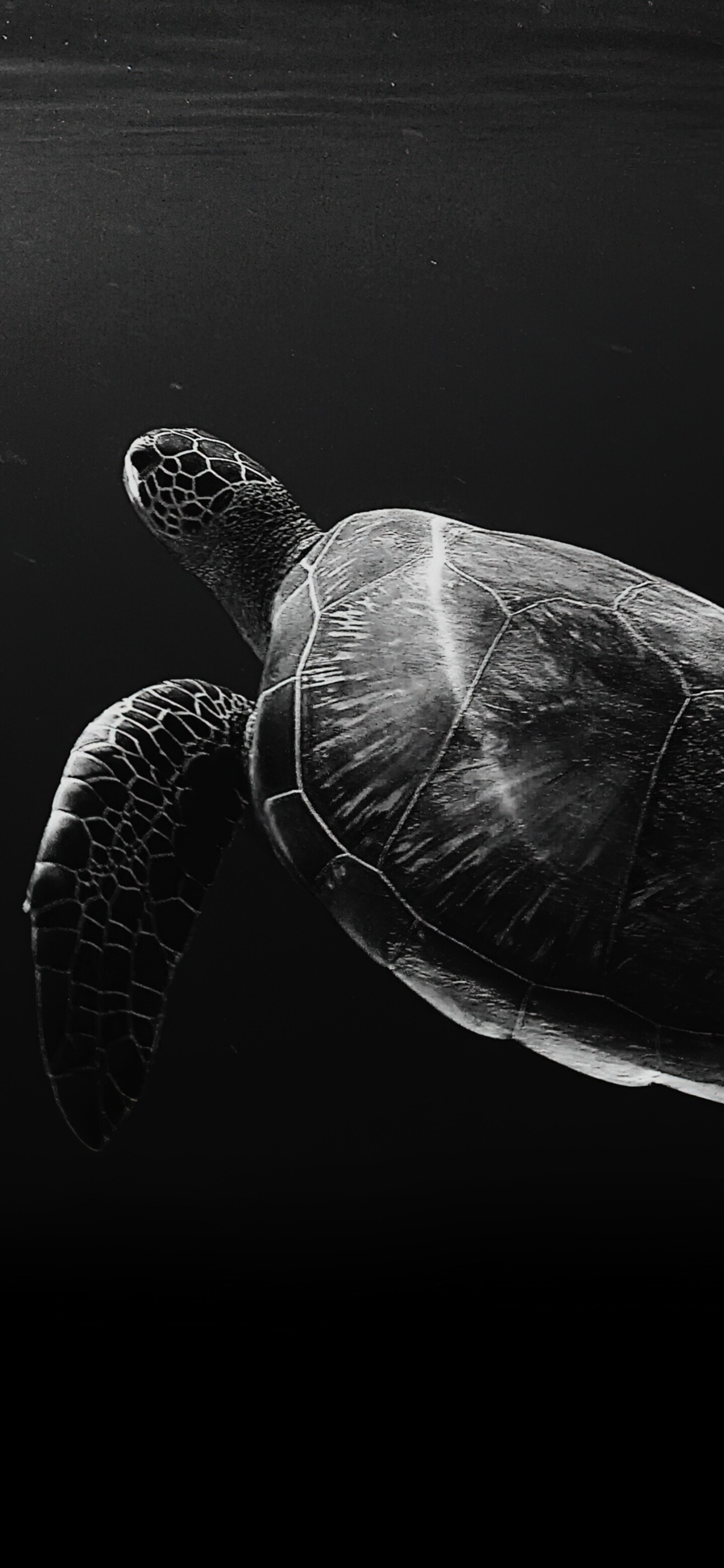 A high-contrast, black and white close-up of a sea turtle swimming through deep, dark ocean waters.
