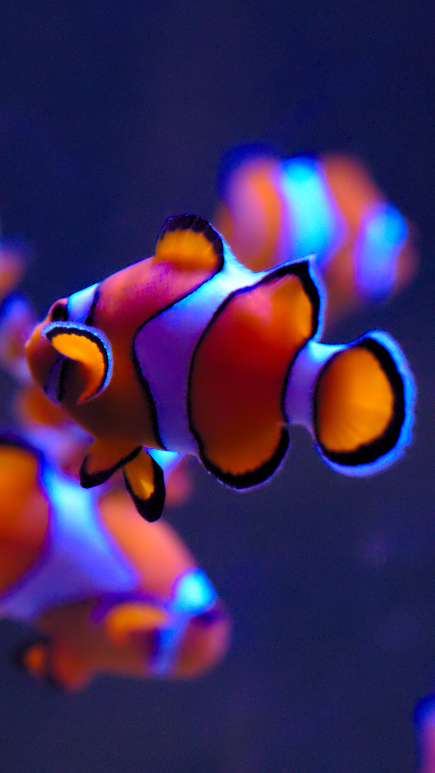 A close-up of a bright orange clownfish with white stripes swimming in a serene aquarium setting.