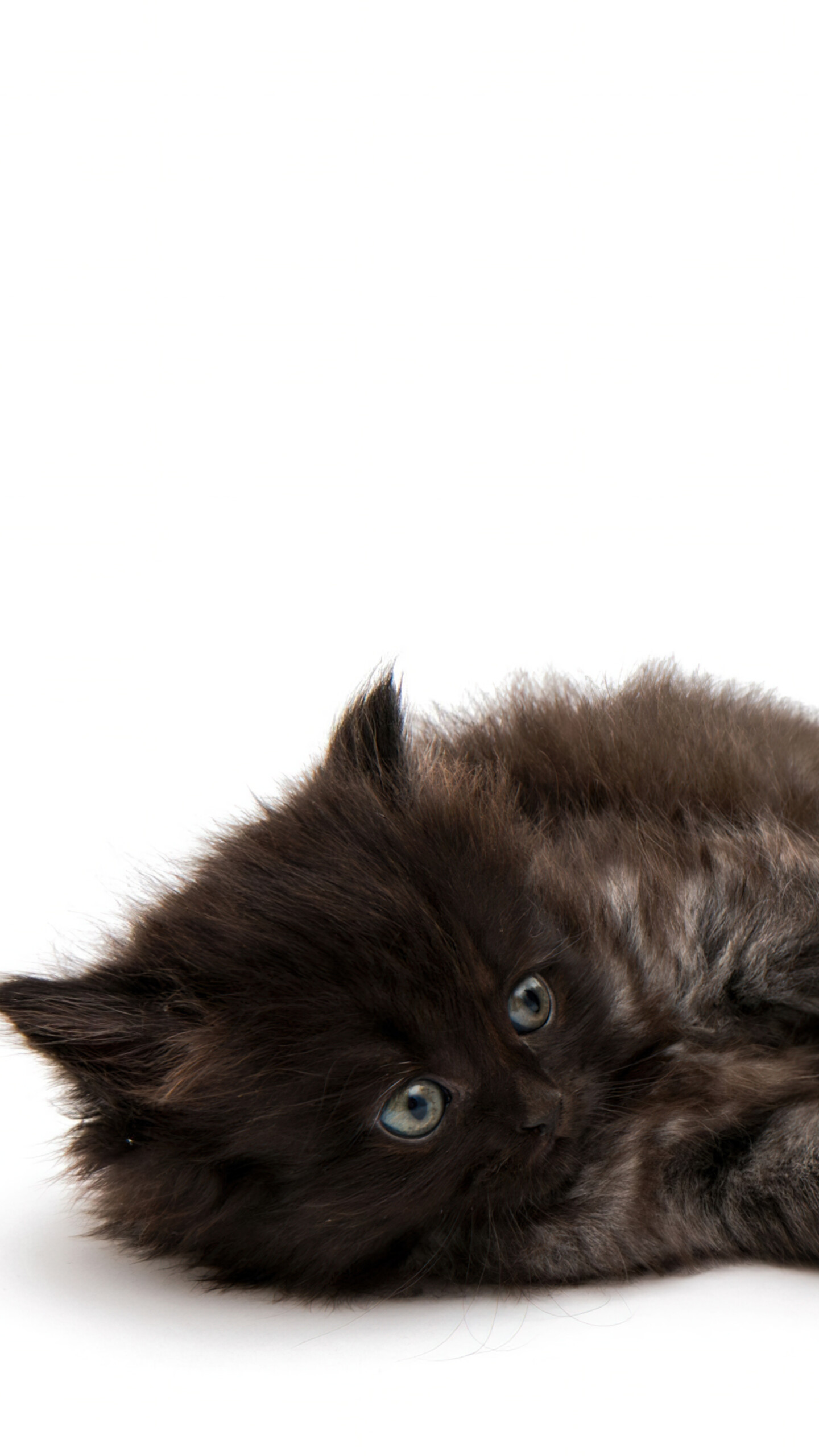 A group of adorable, small fluffy kittens posing together on a bright white background.