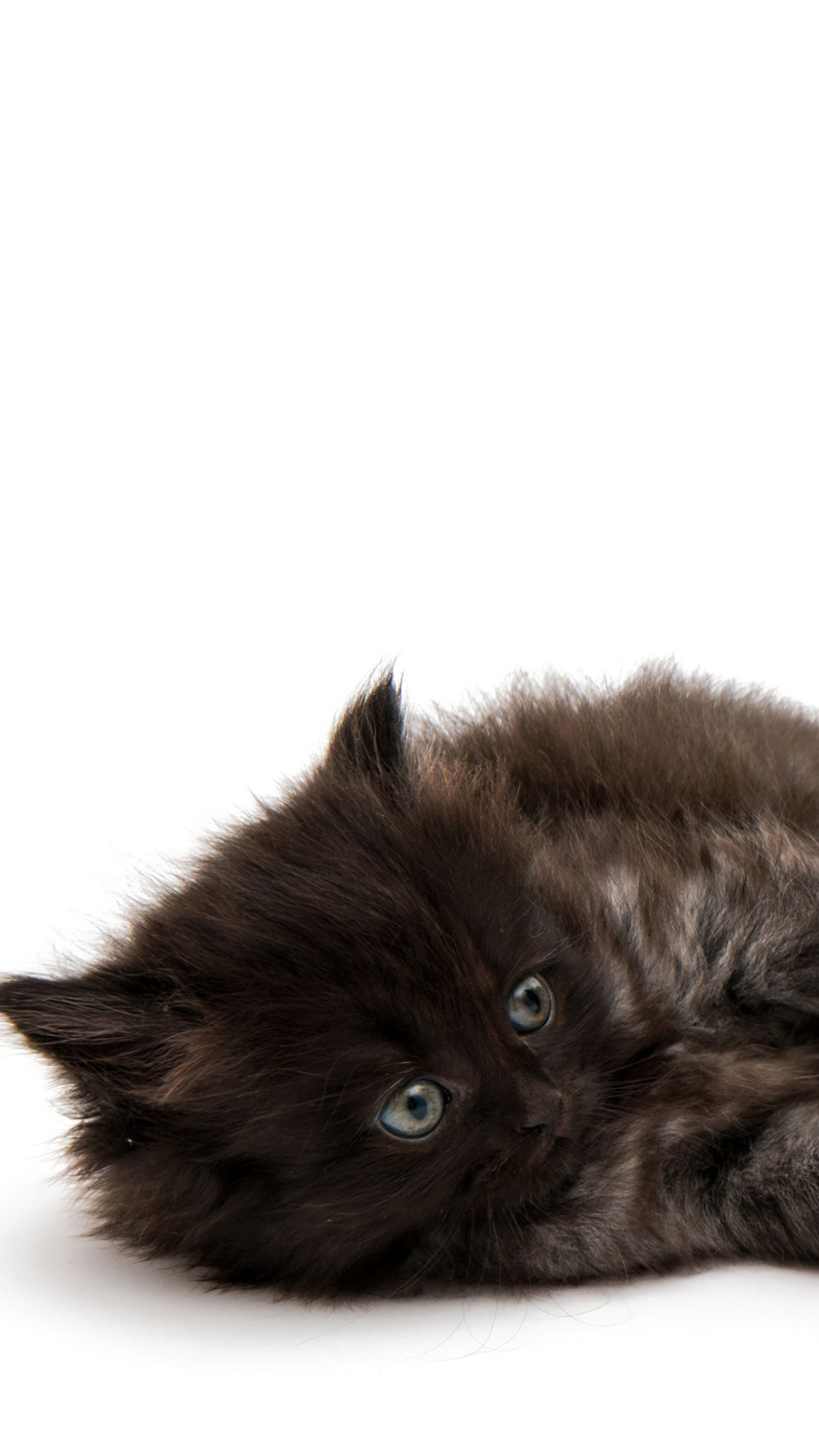 A group of adorable, small fluffy kittens posing together on a bright white background.