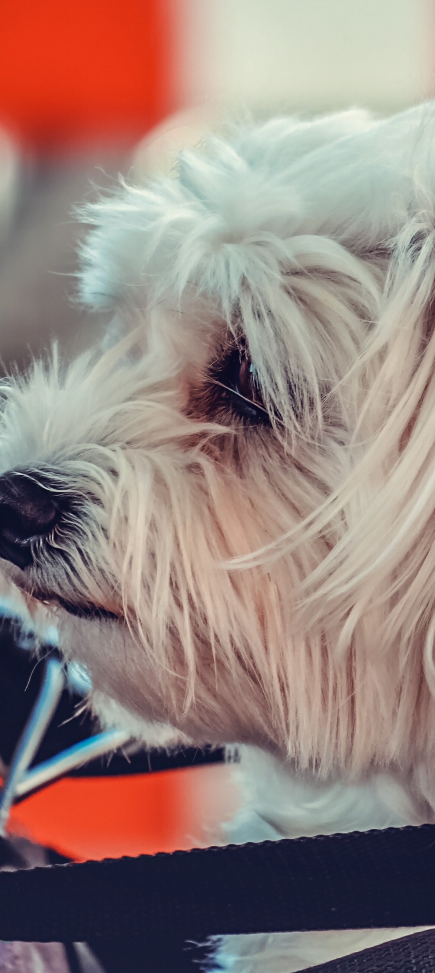 A small, fluffy white Maltese puppy sitting on a motorcycle.