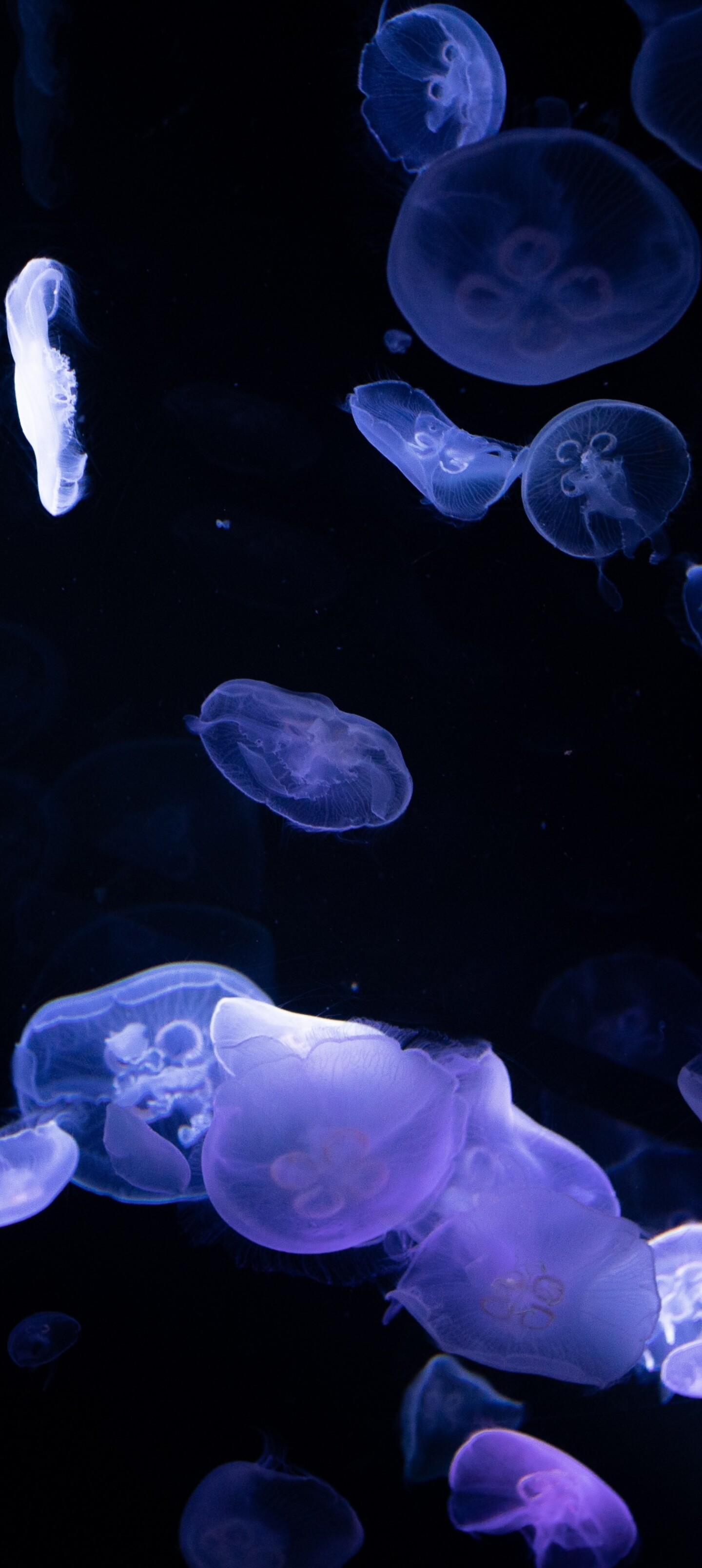 Bioluminescent jellyfish glowing in the dark deep sea.