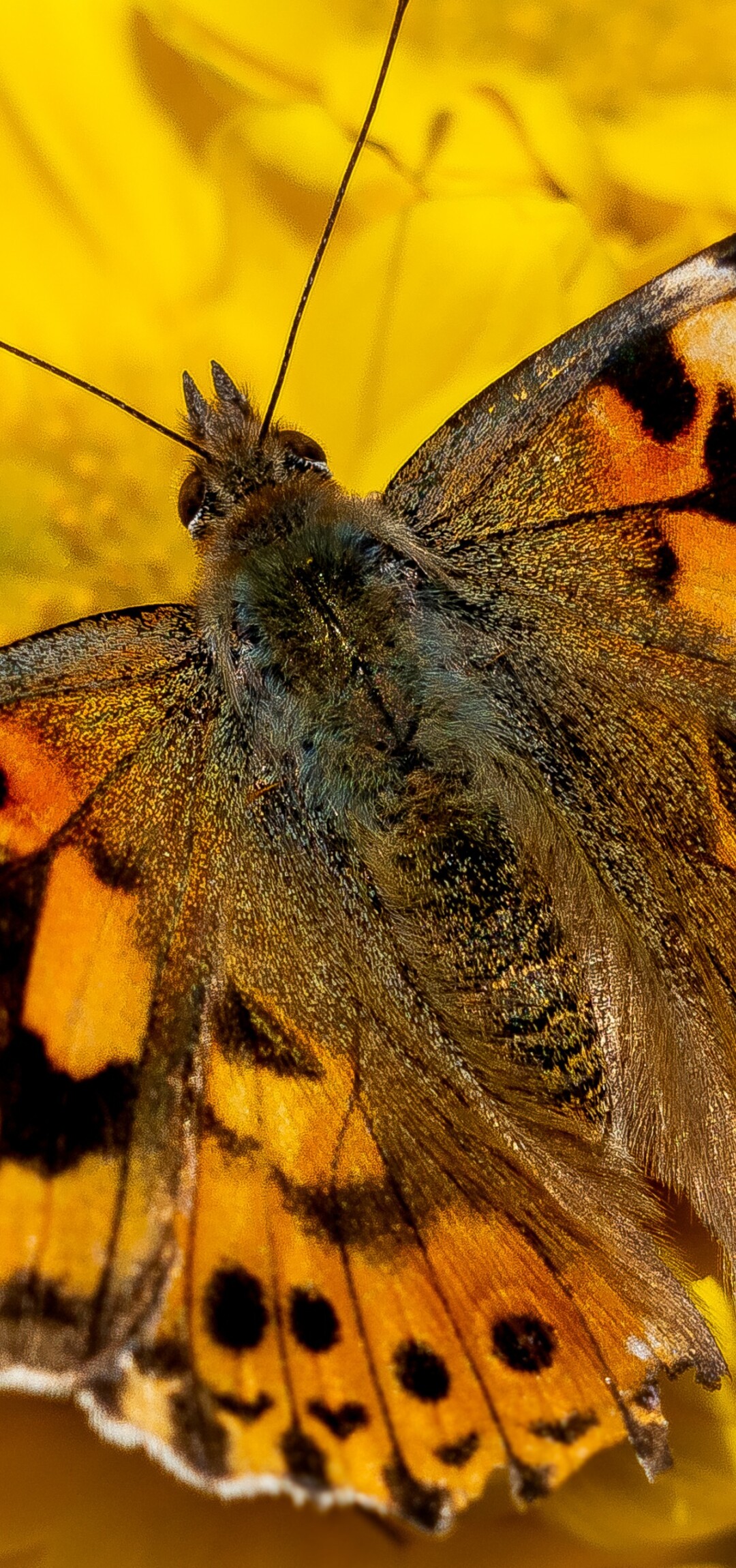 Close-up view of a butterfly resting on bright yellow flowers in a sunlit garden.