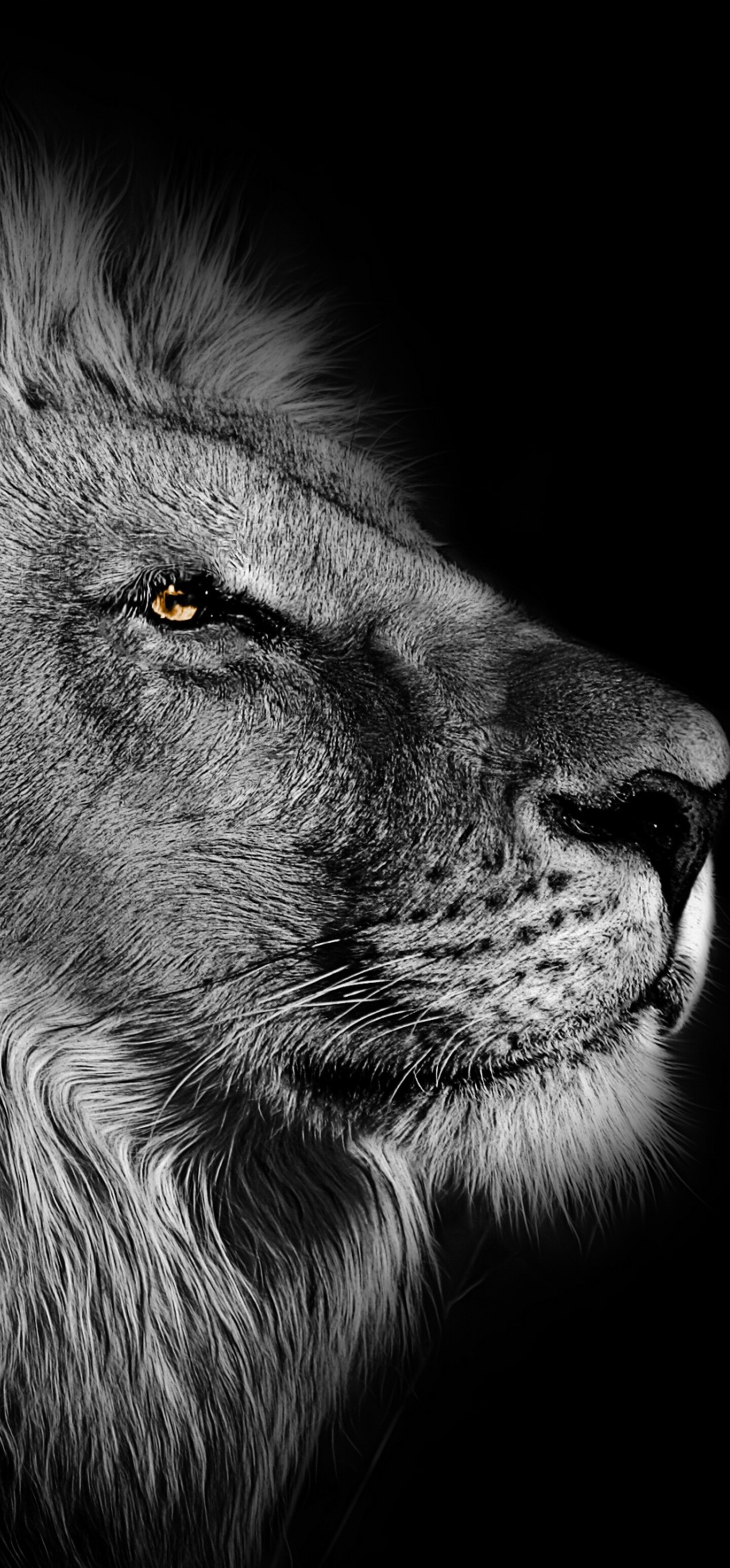 Close-up portrait of an African lion with a detailed mane against a black background.