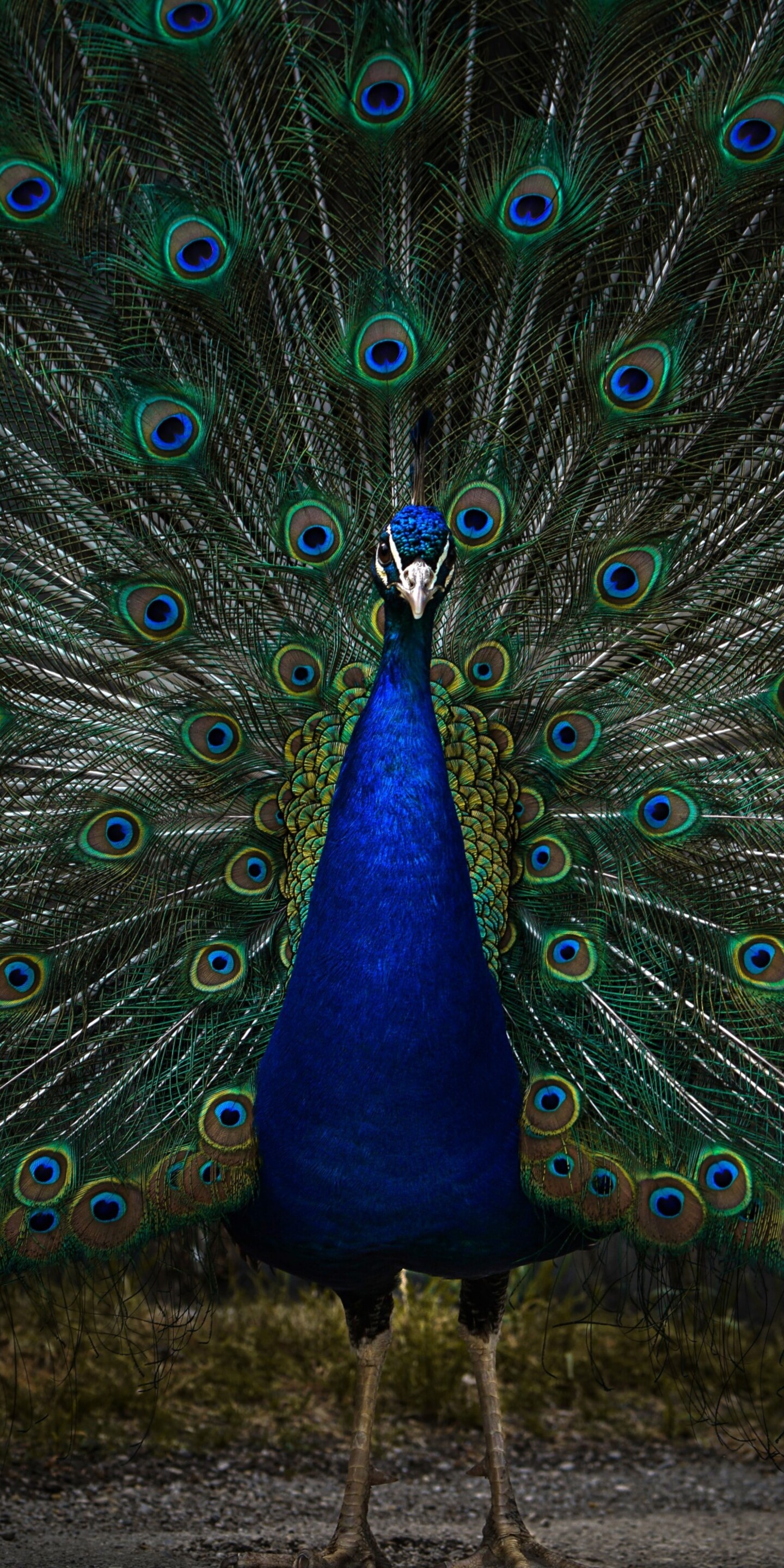A detailed, dark-toned close-up of a peacock with vibrant blue and green feathers in a zoo setting.