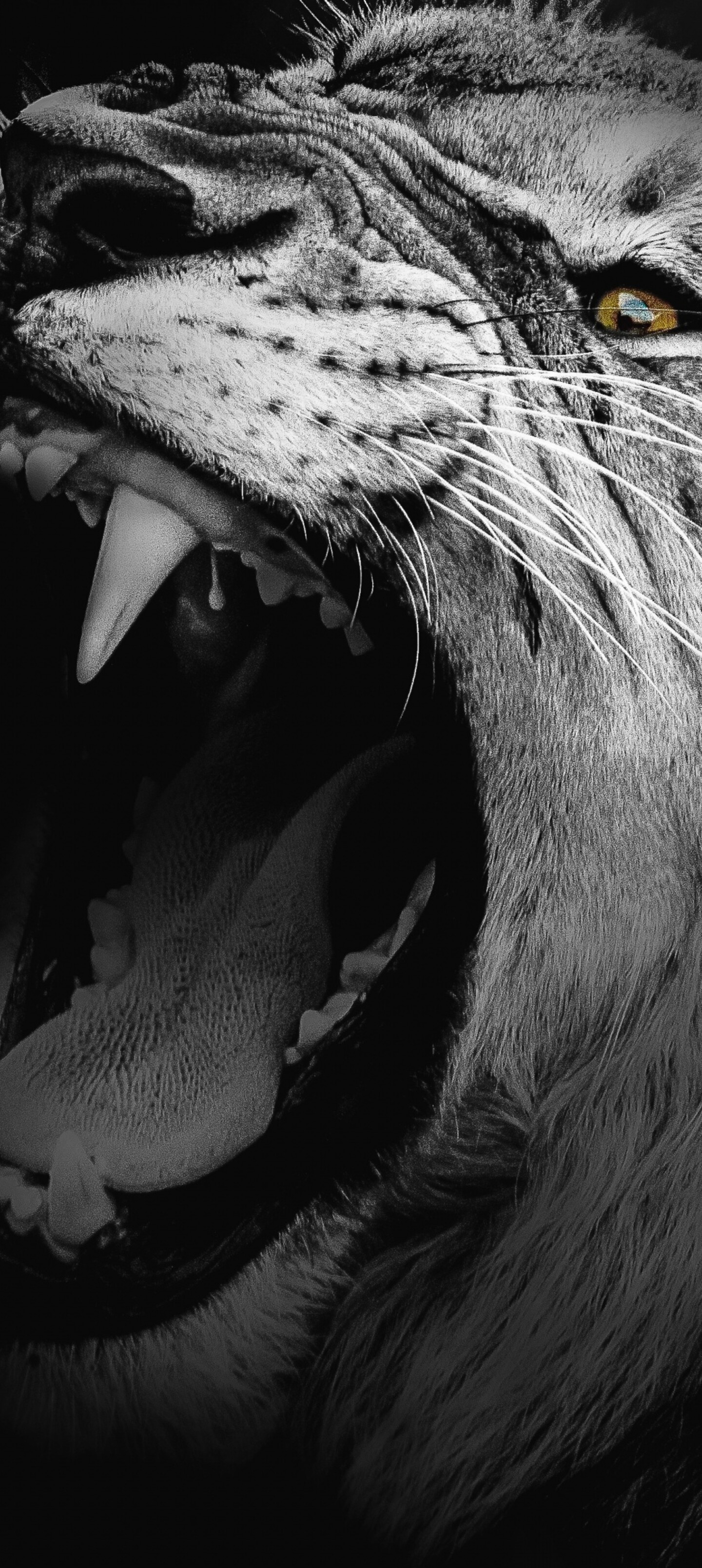 A high-contrast, monochrome close-up of an African lion roaring with its mouth wide open.
