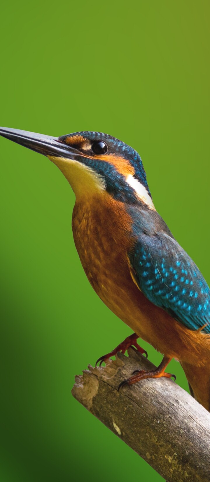 A colorful kingfisher bird perched on a tree branch with a blurred green natural background.