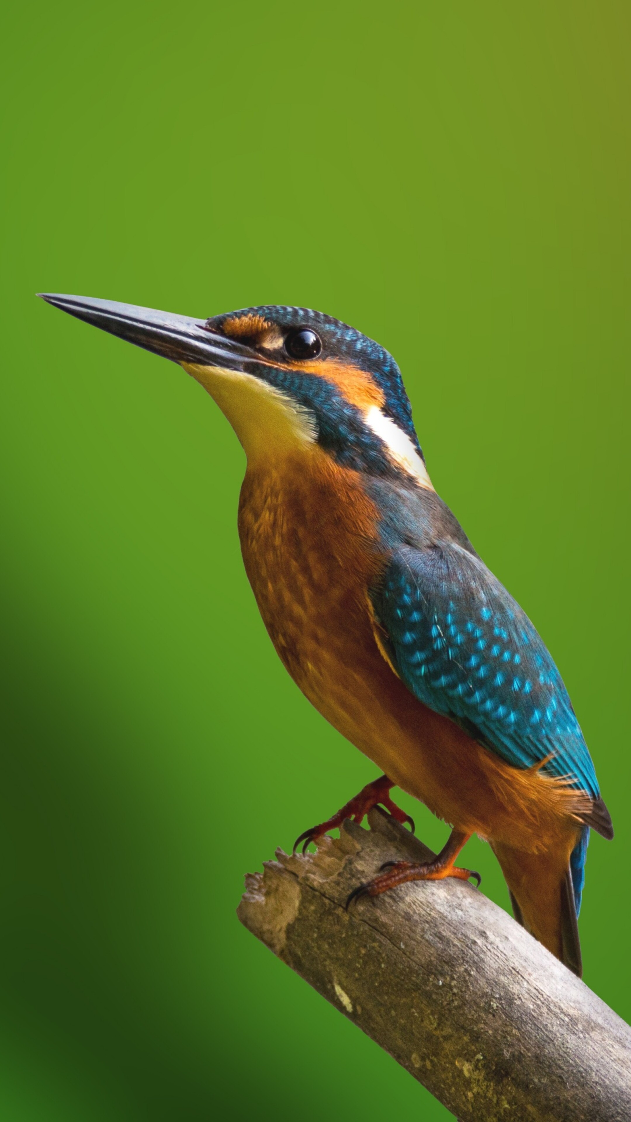 Photographie animalière fonds d'écran 4k, 2k et full hd