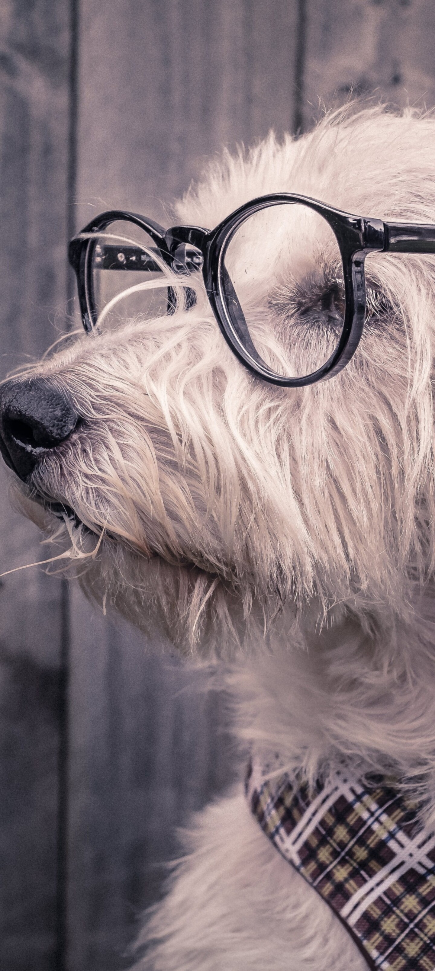 A cute dog wearing glasses resting on a wooden surface.