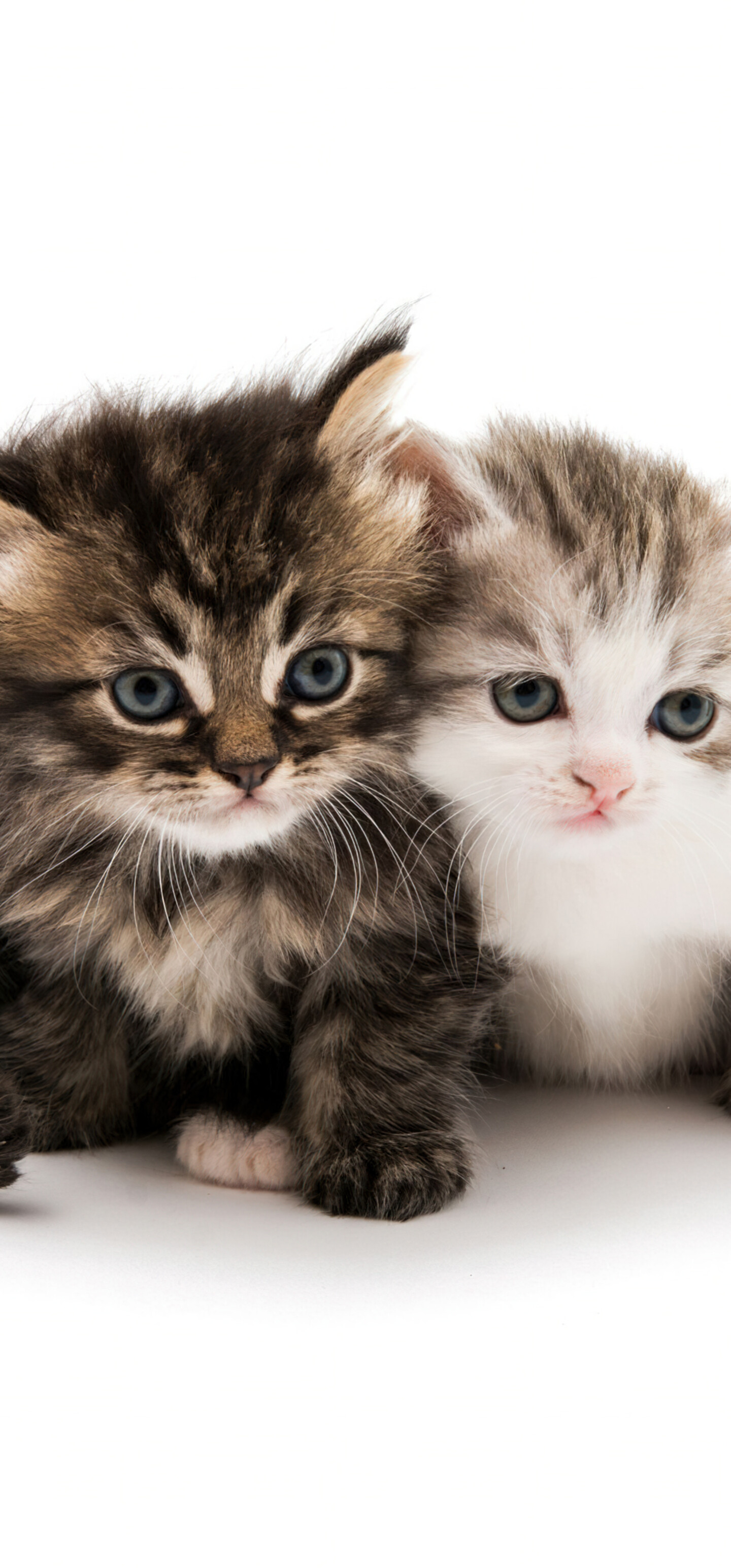 A collection of adorable and fluffy kittens sitting together on a solid white background.