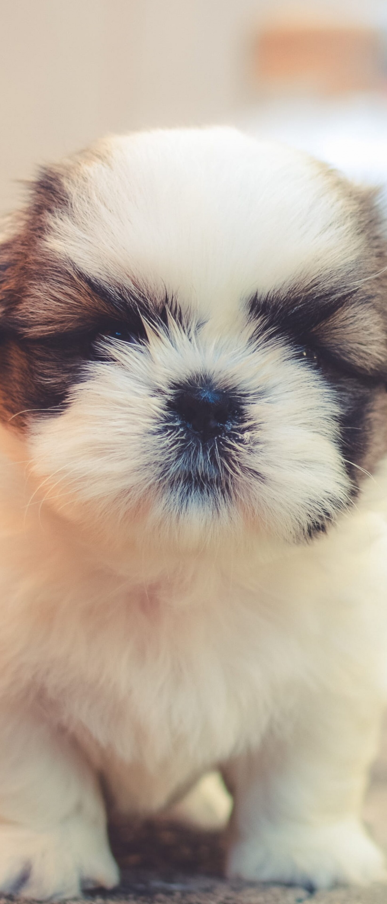A group of small, fluffy, and adorable puppies with soft, cuddly fur.