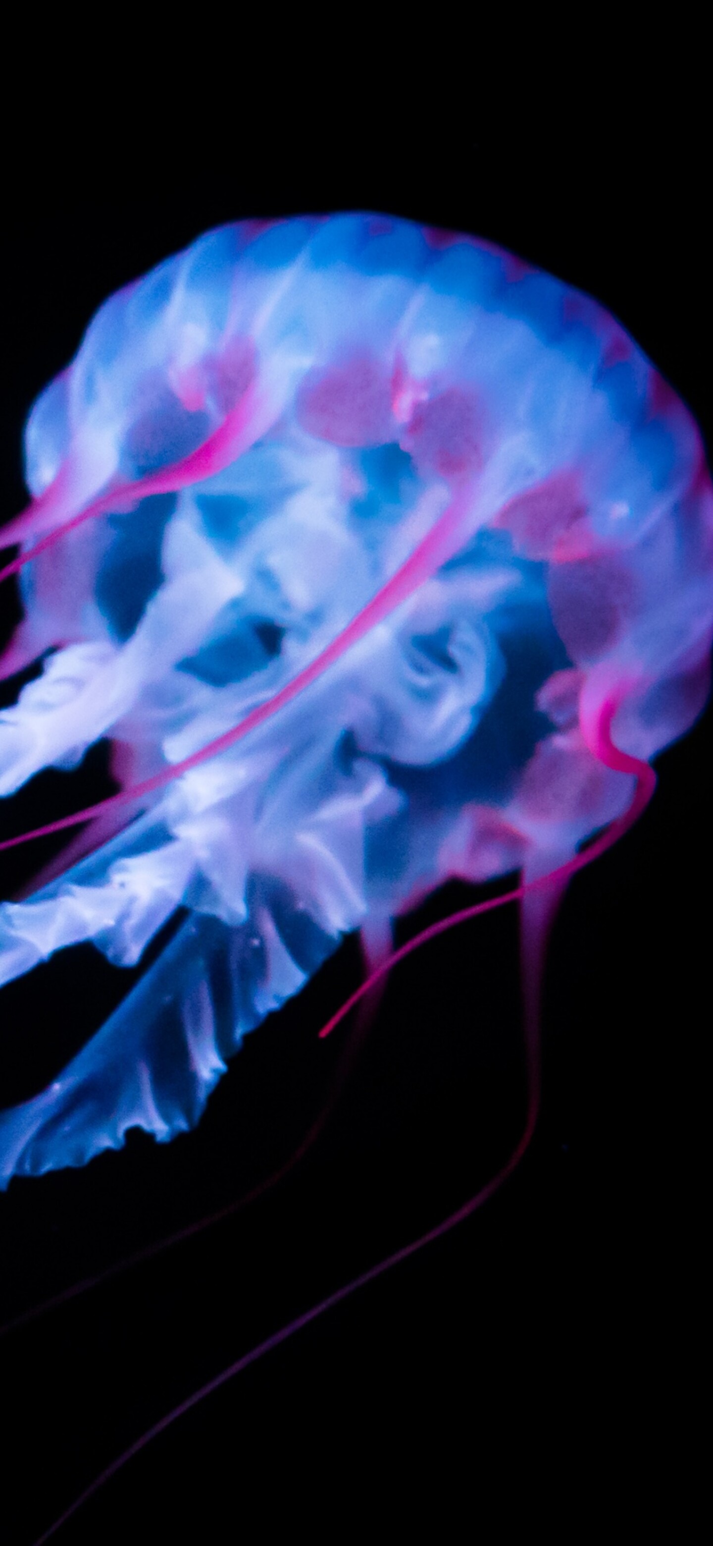 A glowing white jellyfish with bioluminescent tentacles floating against a solid black background in an underwater setting.