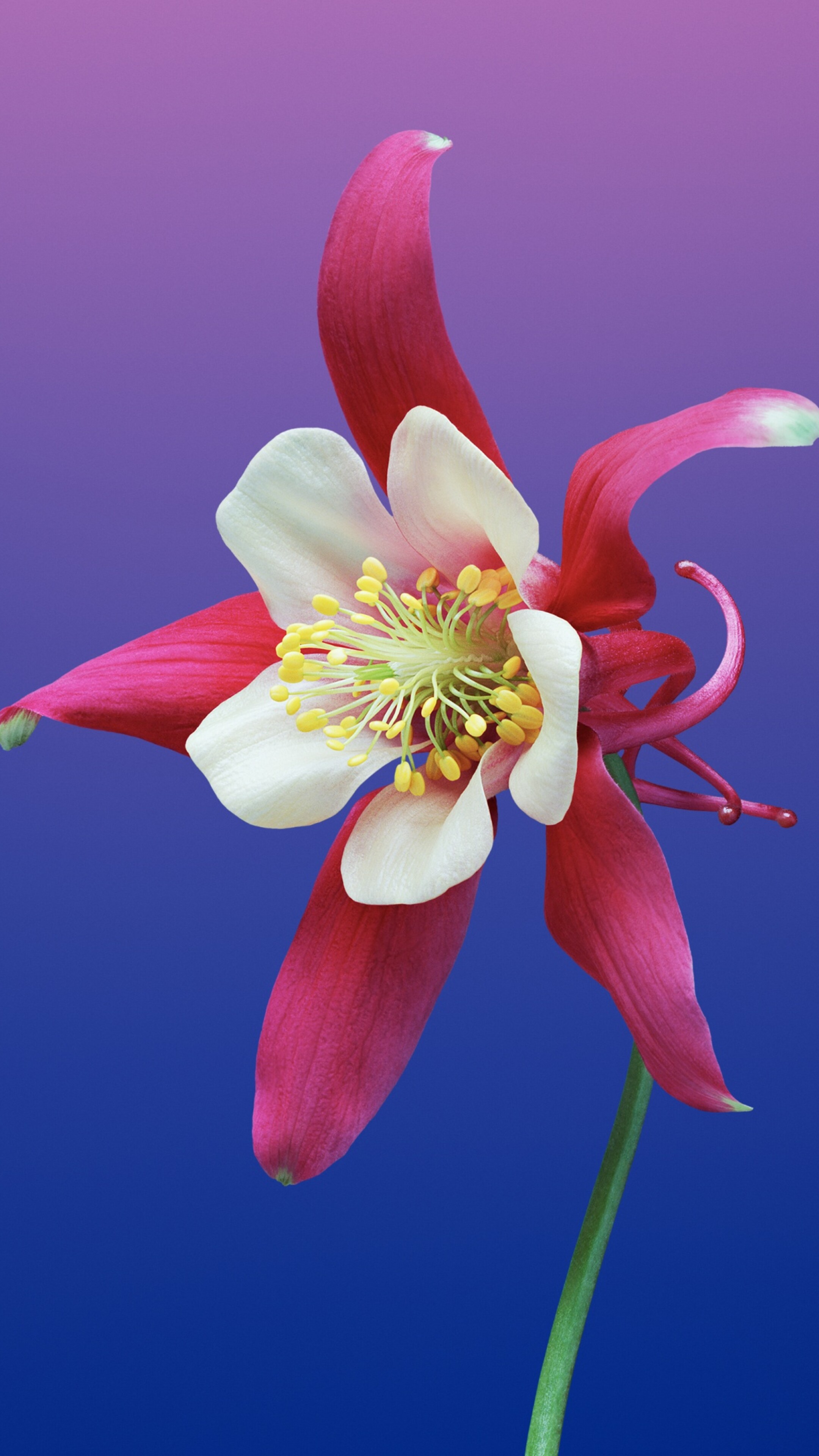 A smooth, colorful gradient background featuring warm and cool tones inspired by Apple's macOS Mojave and iOS 11 aesthetics.