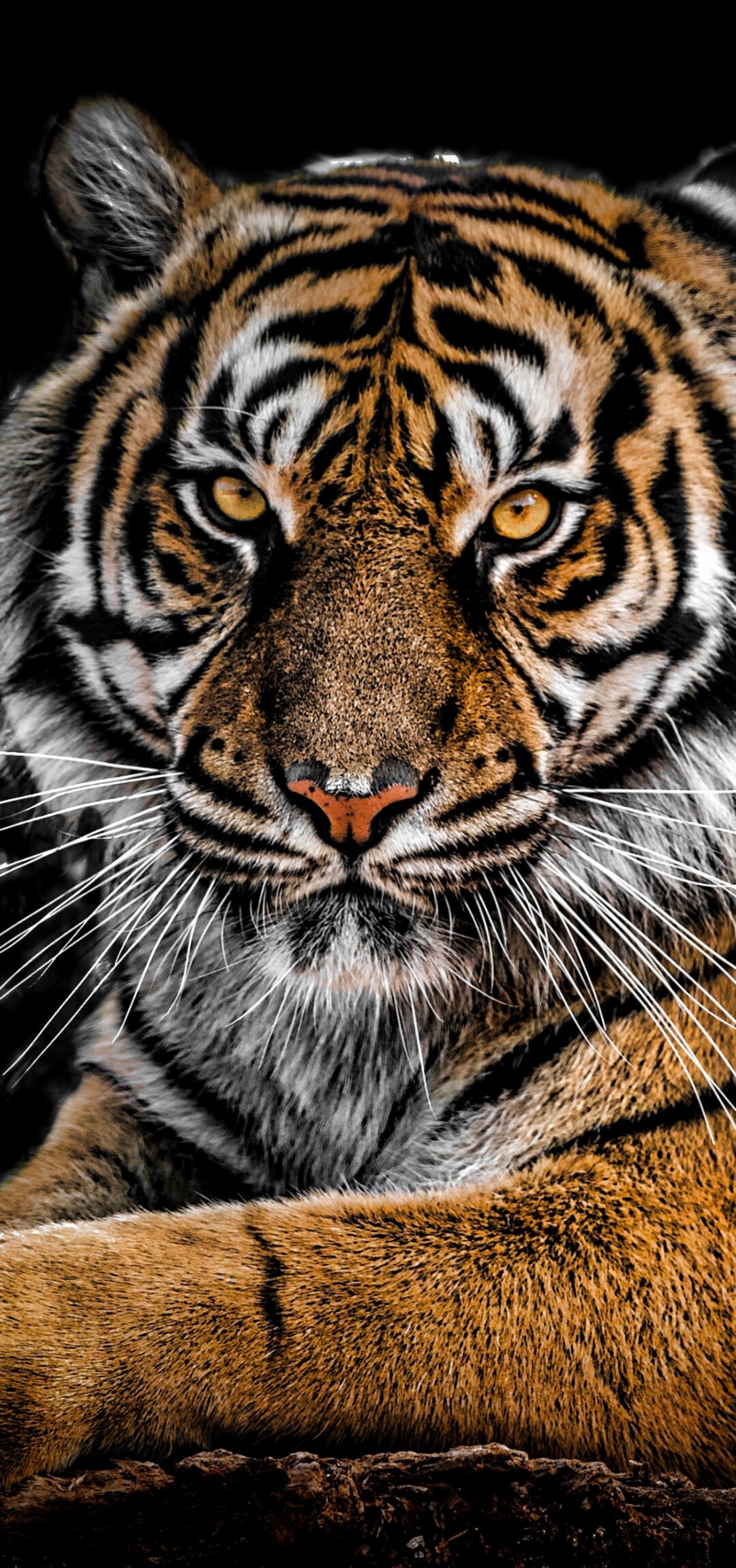 A detailed close-up portrait of a Bengal Tiger's face with intense eyes against a solid black background.