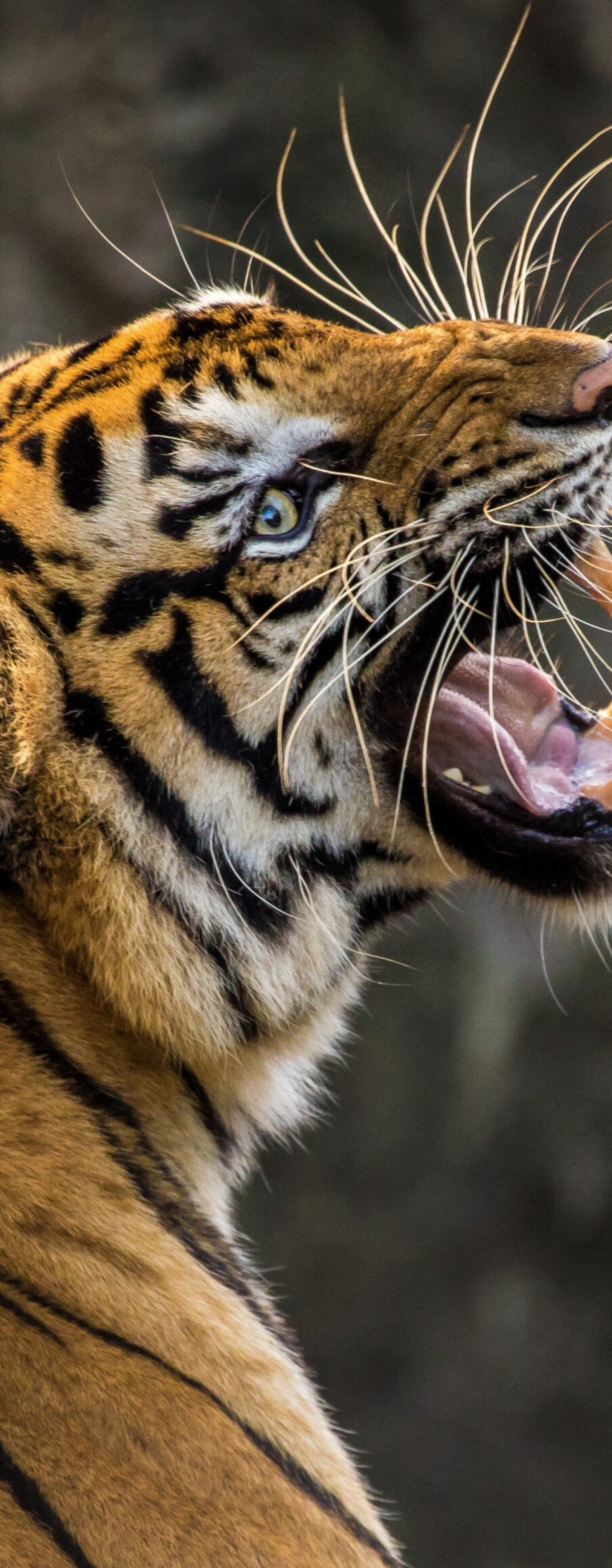 A detailed close-up of a Bengal tiger roaring with its mouth wide open, revealing sharp teeth and intense eyes.