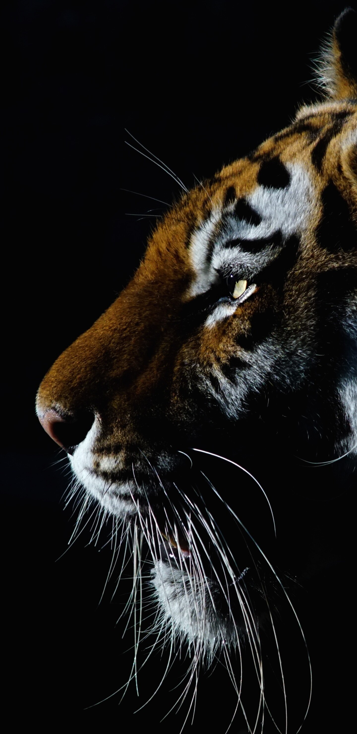 A dramatic close-up of a tiger's face with intense eyes against a dark black background.