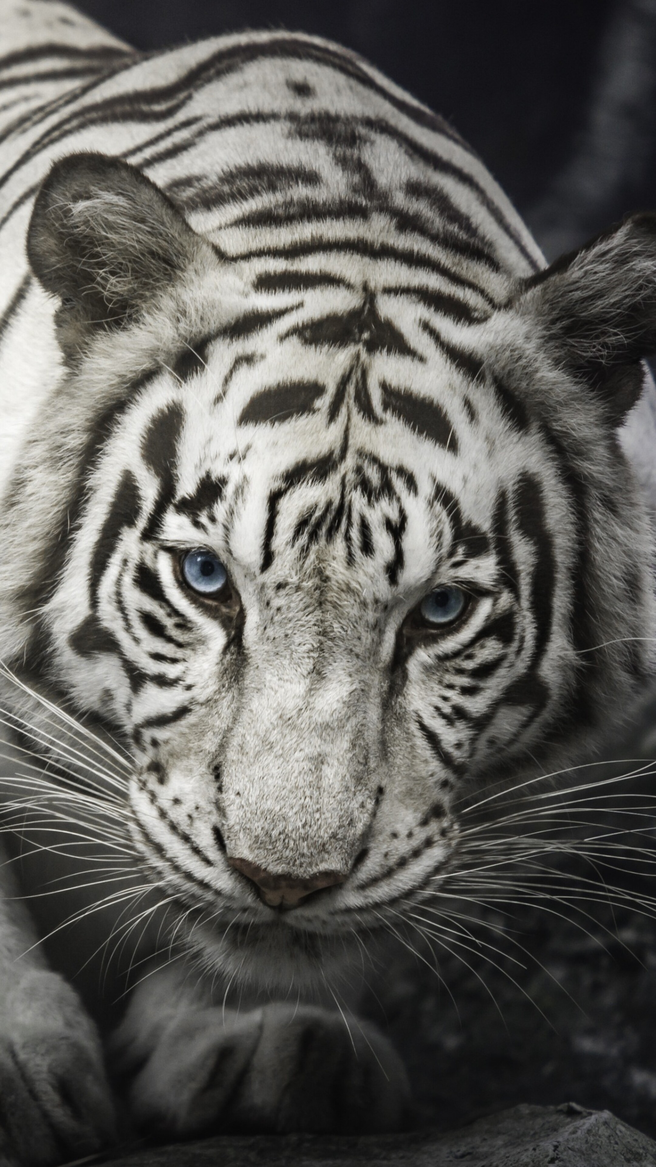 Intense close-up of a White Bengal Tiger staring from behind dark rocks, monochrome style.