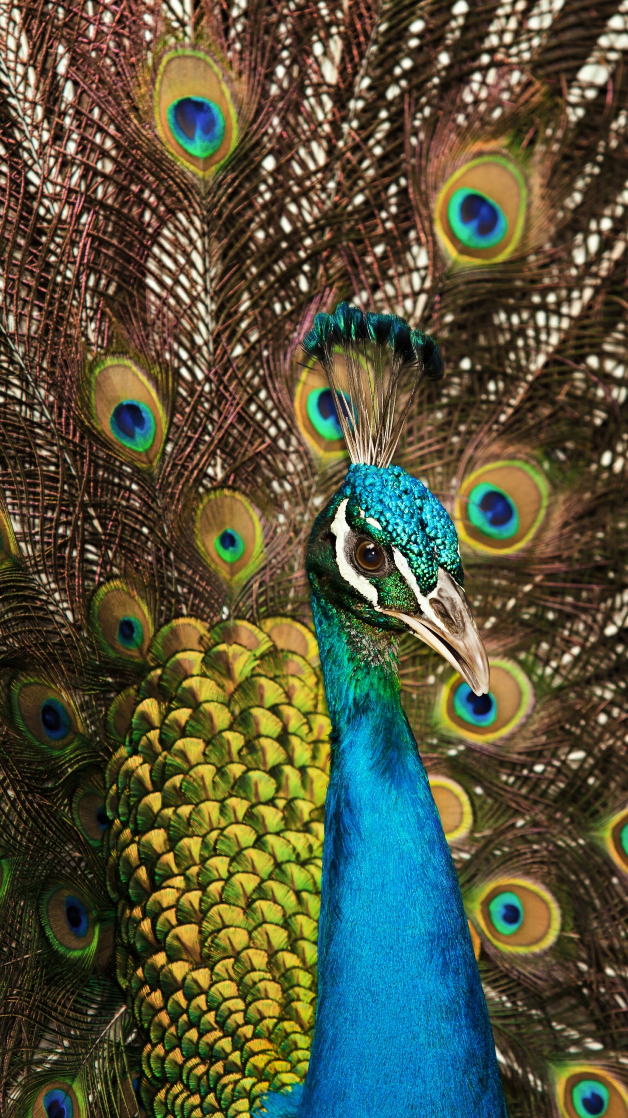 A close-up shot of a peacock displaying its vibrant blue plumage and intricate, colorful tail feathers.