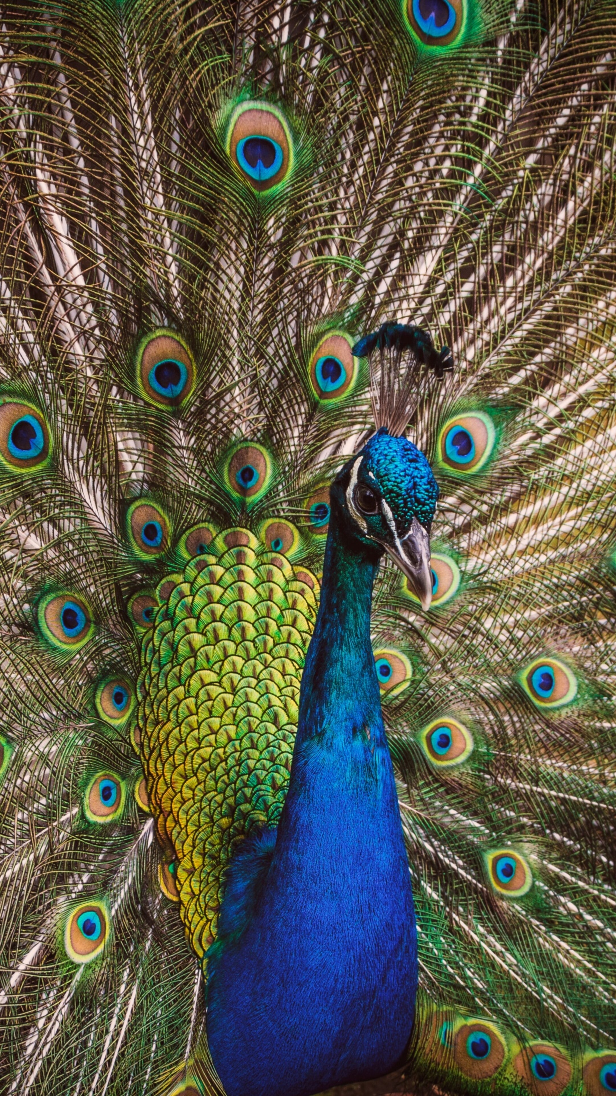 aves exóticas fondos de pantalla 4k, 2k y full hd