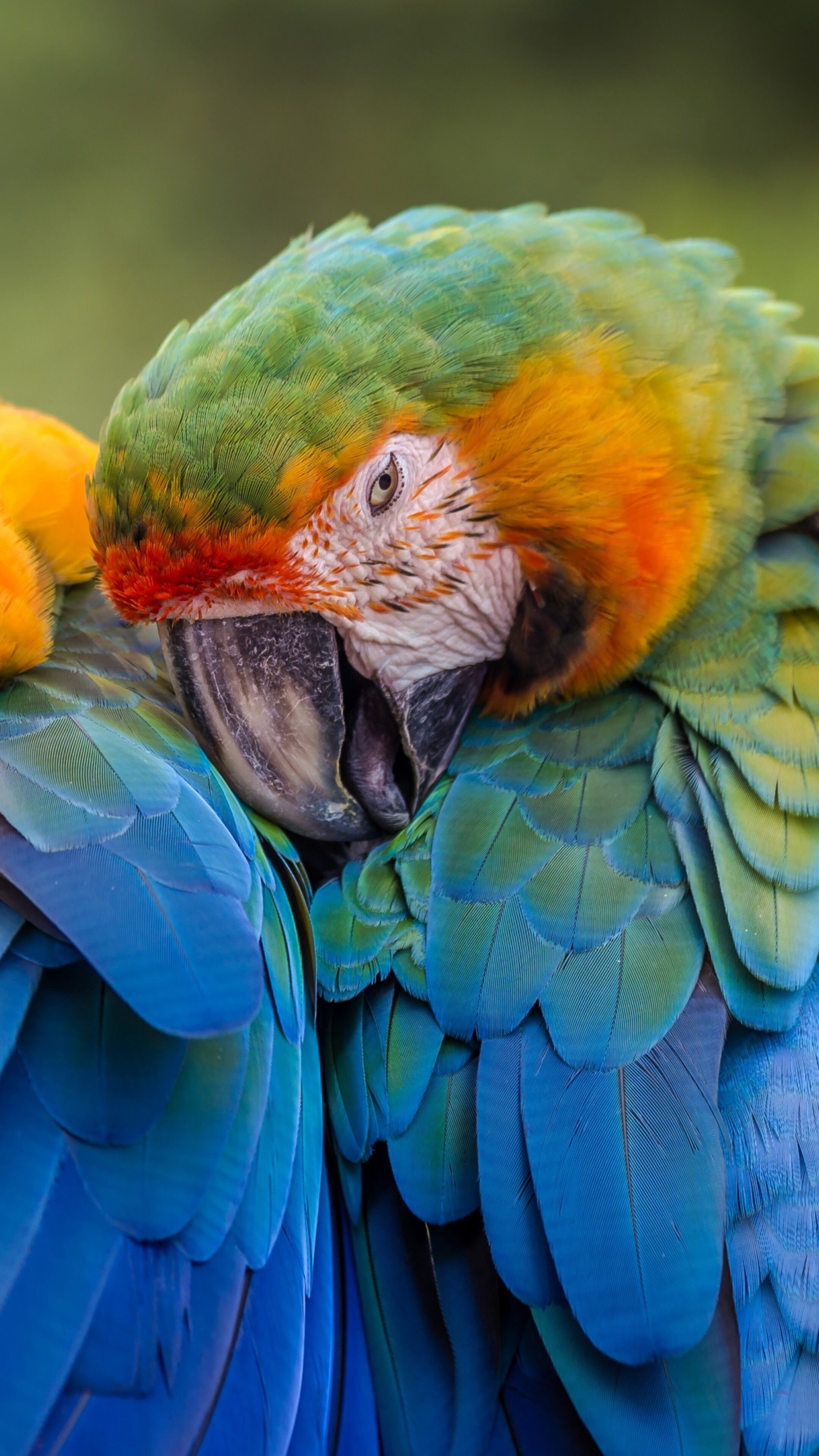 A collection of brightly colored tropical birds perched on branches amidst lush green jungle leaves.